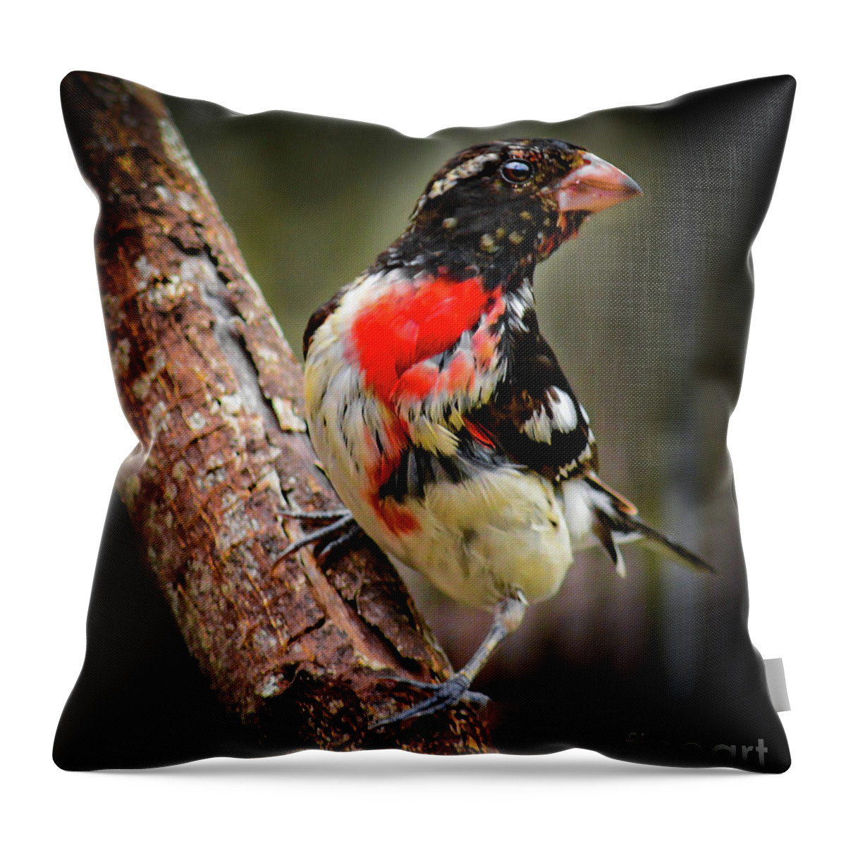 Nature Throw Pillow featuring the photograph Rose-breasted Grosbeak by Barry Bohn