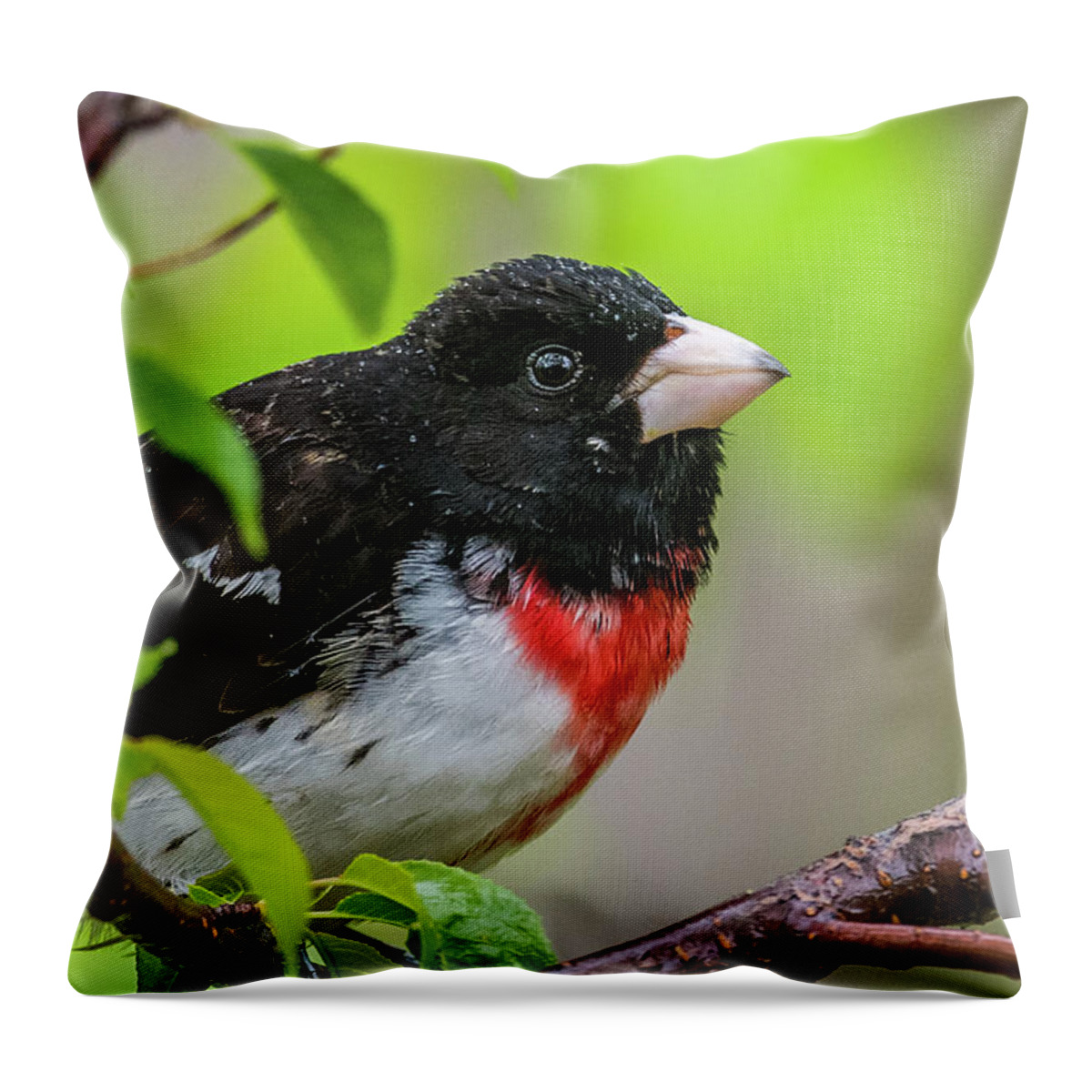 Rose-breasted Grosbeak Throw Pillow featuring the photograph Rose Breasted Grosbeak in the rain by Paul Freidlund