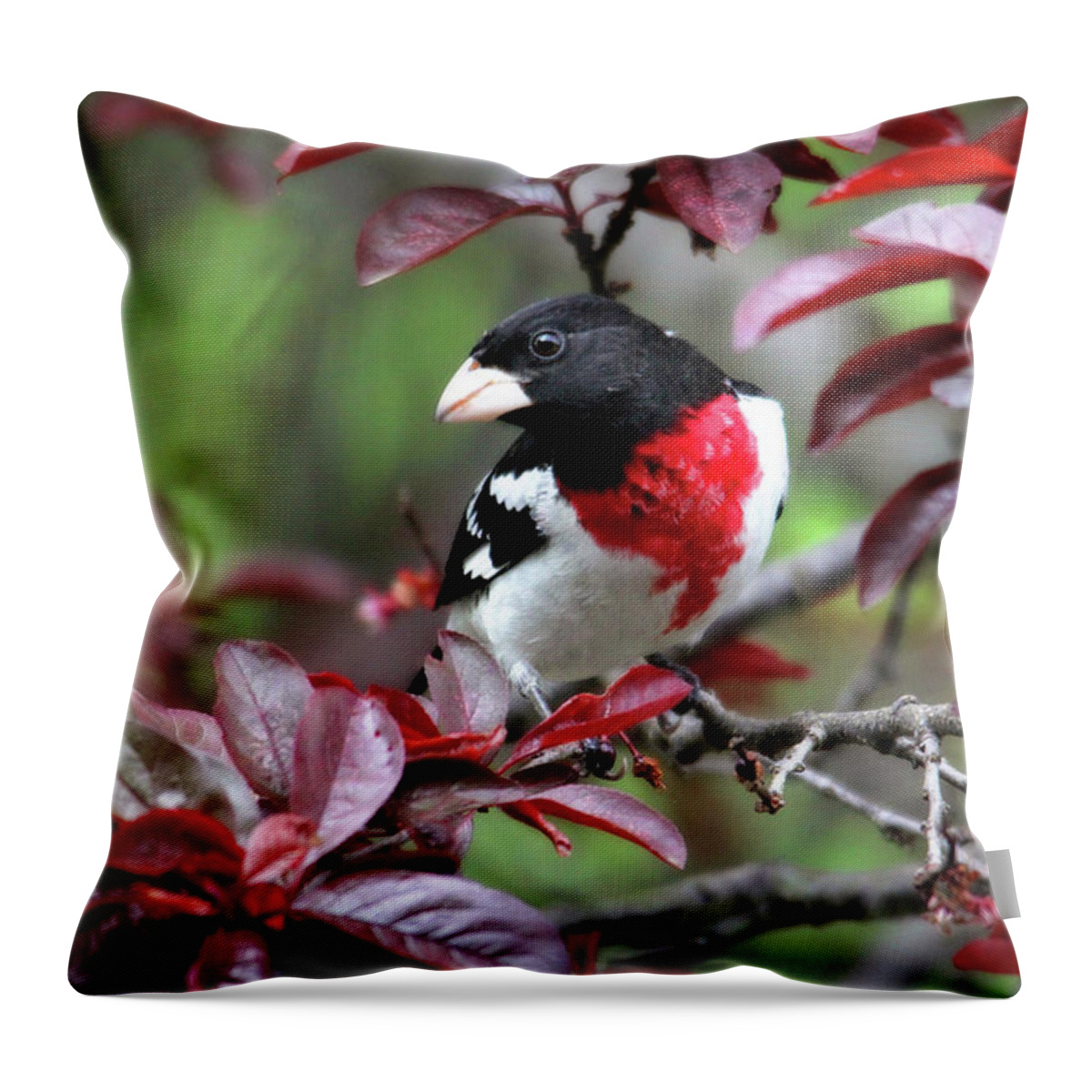 Birds Throw Pillow featuring the photograph Rose-Breasted Grosbeak by Trina Ansel