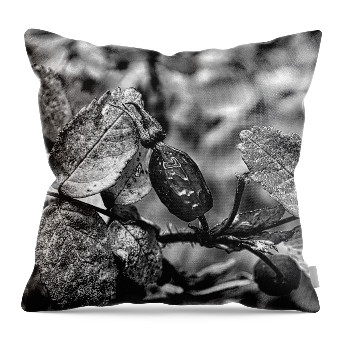 Rosehip Throw Pillow featuring the photograph Rose Hip Monochrome by Cathy Mahnke
