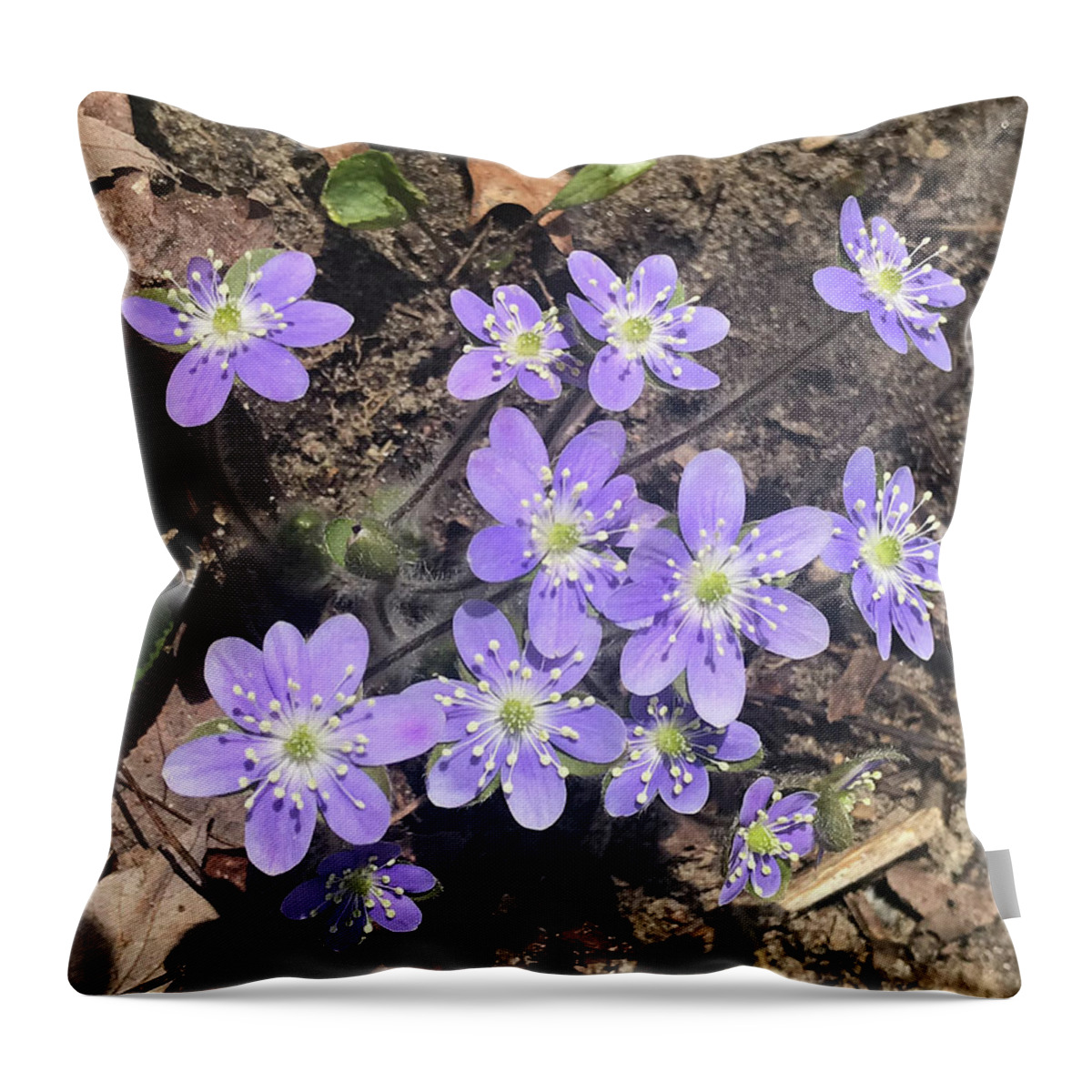 Anemone Americana - Round-lobed Hepatica Throw Pillow featuring the photograph Rose Lake Beauties by Joseph Yarbrough