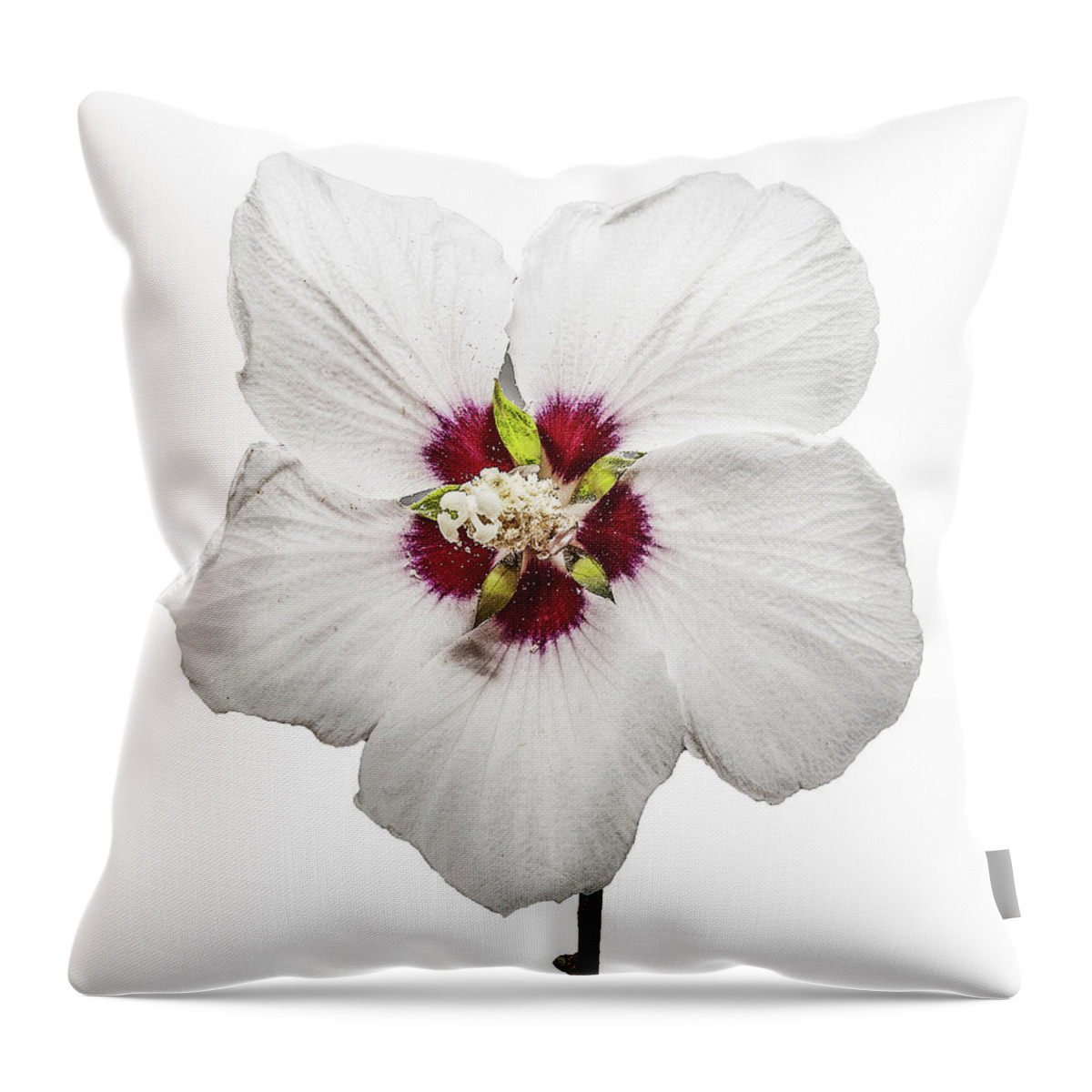 Nature Throw Pillow featuring the photograph Rose of Sharon by Scott Cordell
