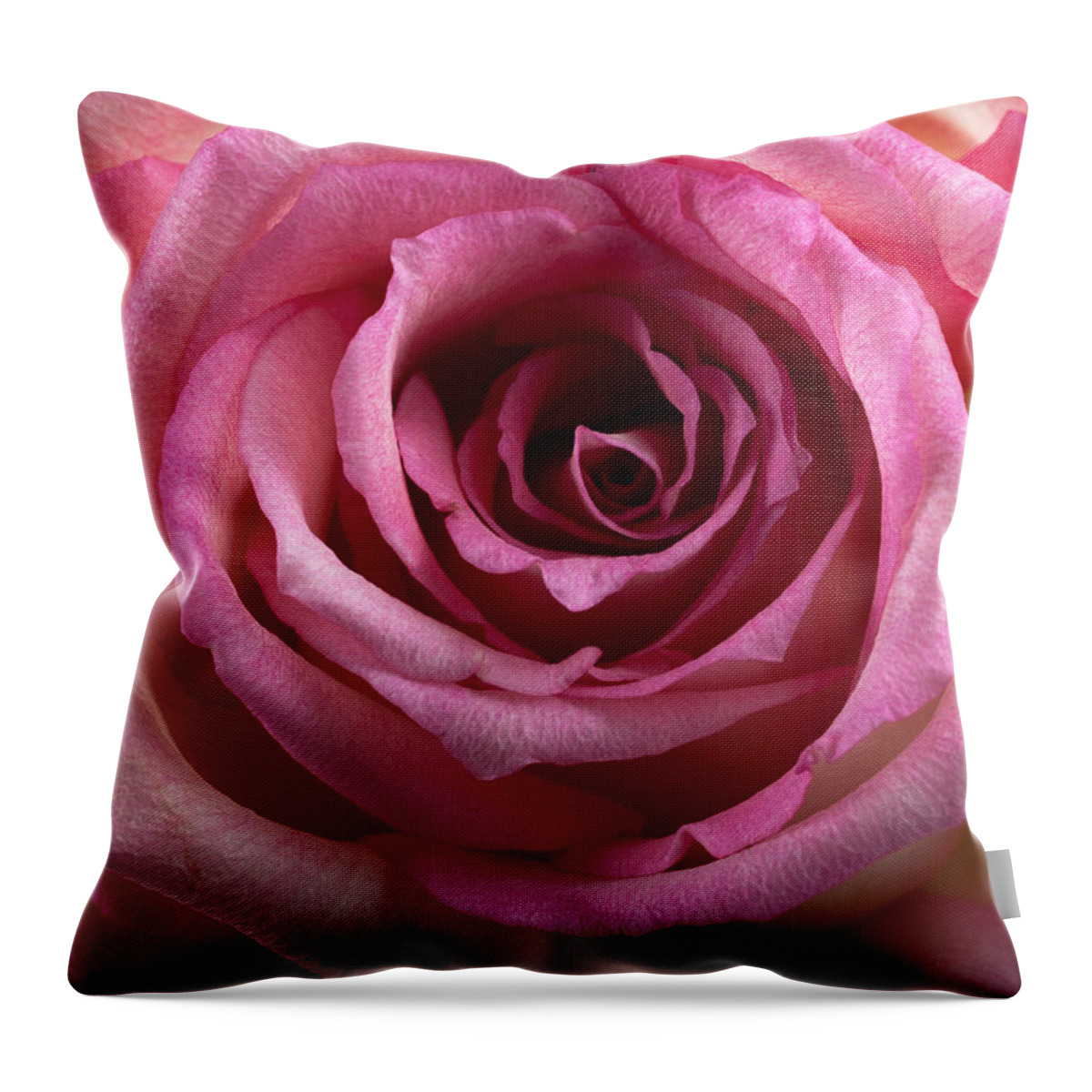 Flower Throw Pillow featuring the photograph Rose Pink by Catherine Lau