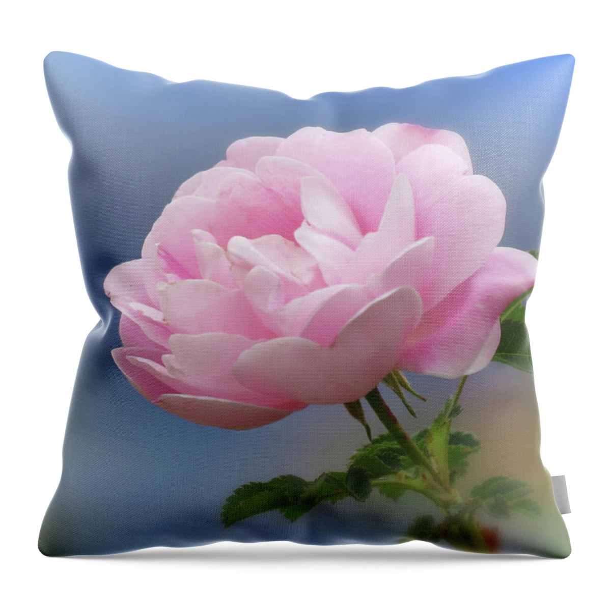 Rose Throw Pillow featuring the photograph Rose Pink on Blue by MTBobbins Photography
