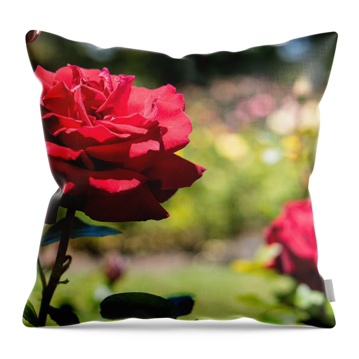 Rose Throw Pillow featuring the photograph Rose by Richie White