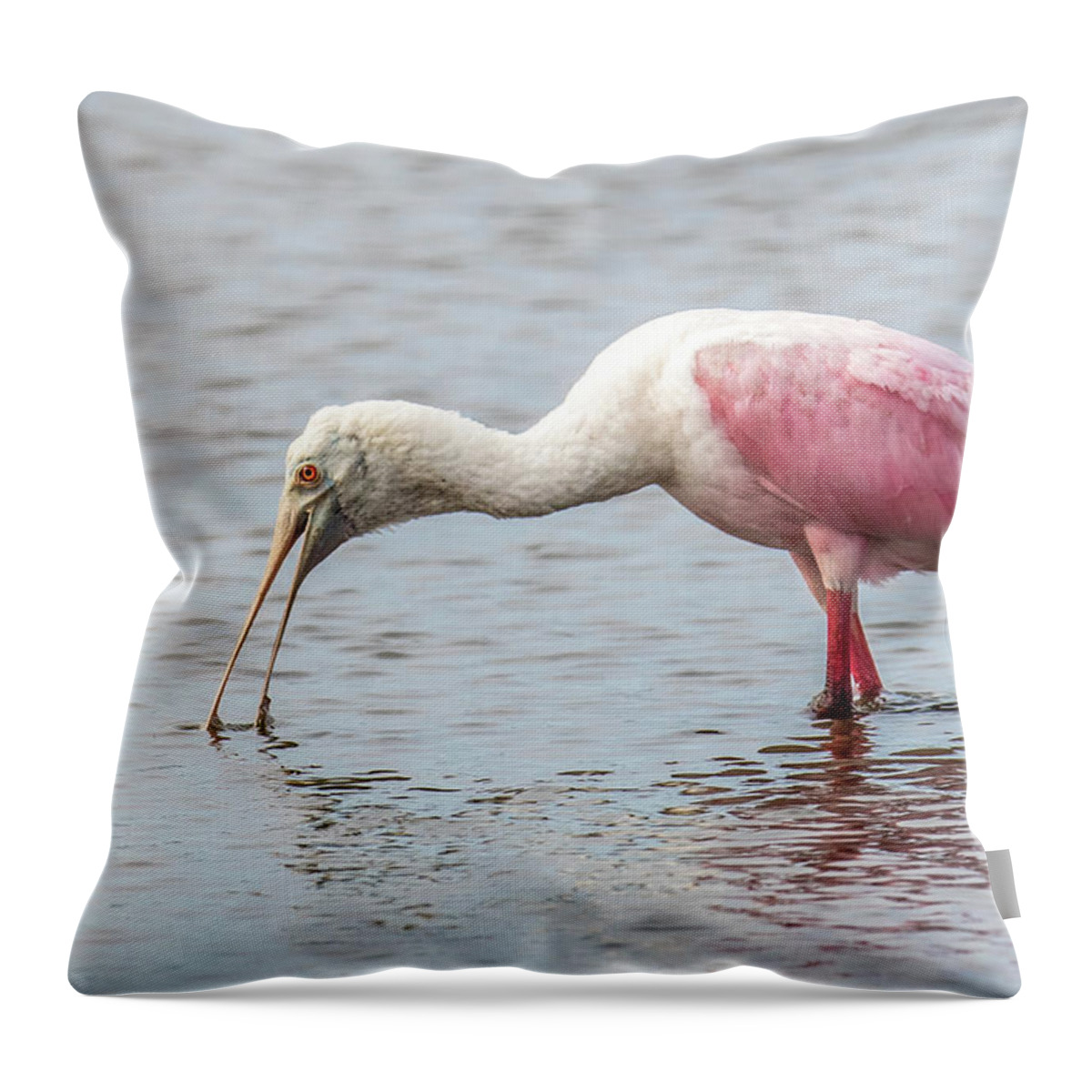 Roseate Spoonbill Throw Pillow featuring the photograph Roseate Spoonbill by Paul Freidlund
