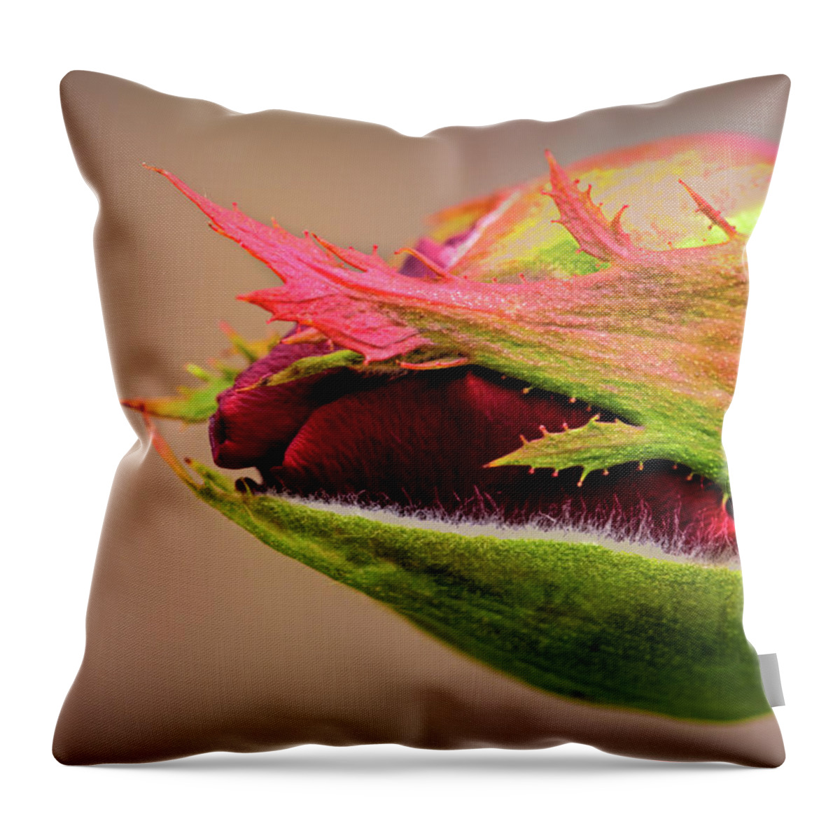 Fine Art Prints Throw Pillow featuring the photograph Rosebud by Dave Bosse