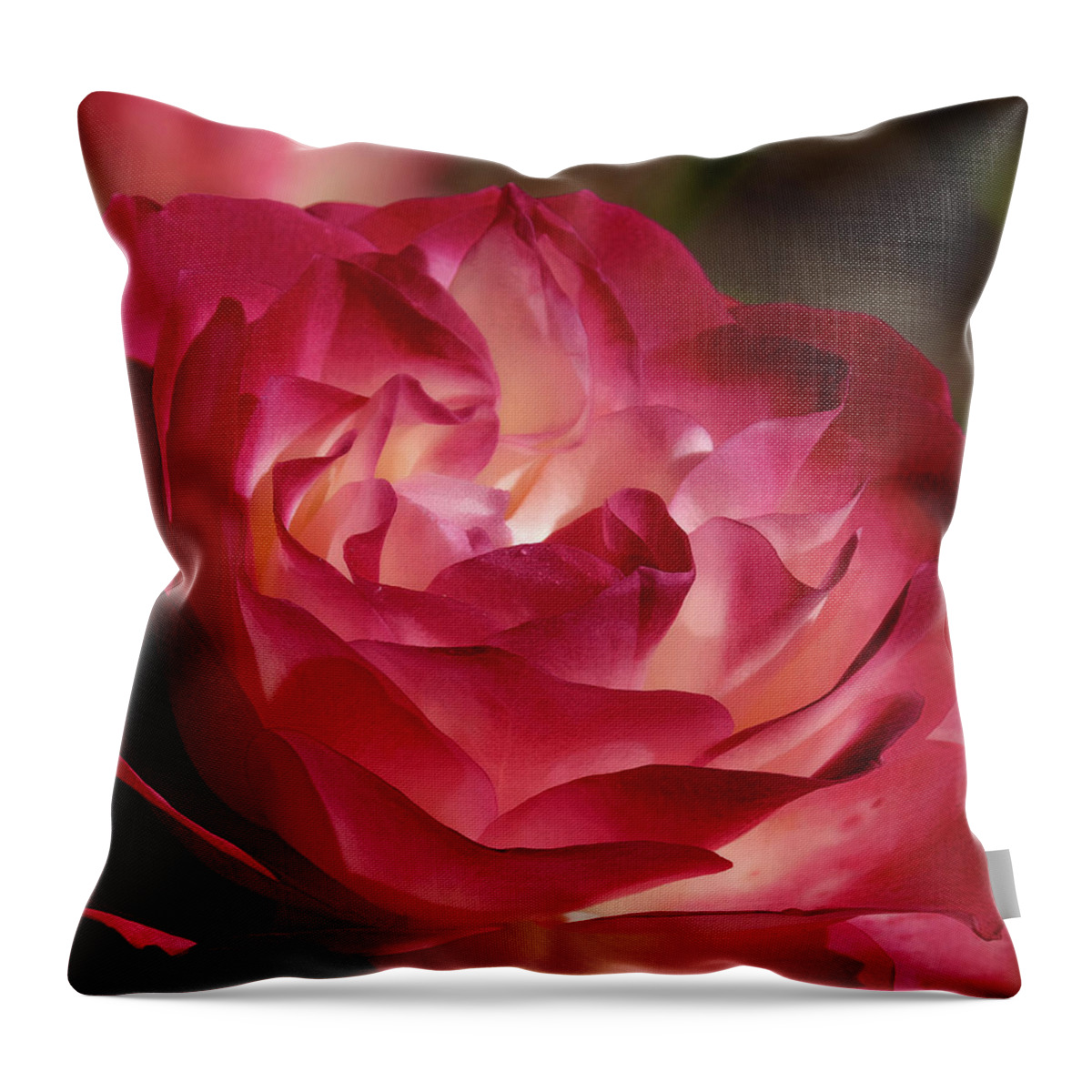 Rose Throw Pillow featuring the photograph Rosy closeup by Ronda Ryan