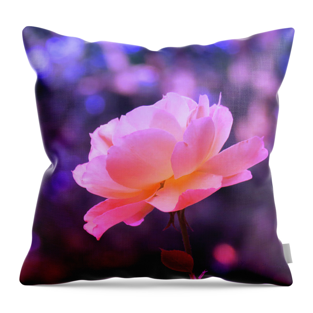 Rosy Glow Throw Pillow featuring the photograph Rosy Glow Pink Rose - Floral Photography from the Garden by Brooks Garten Hauschild