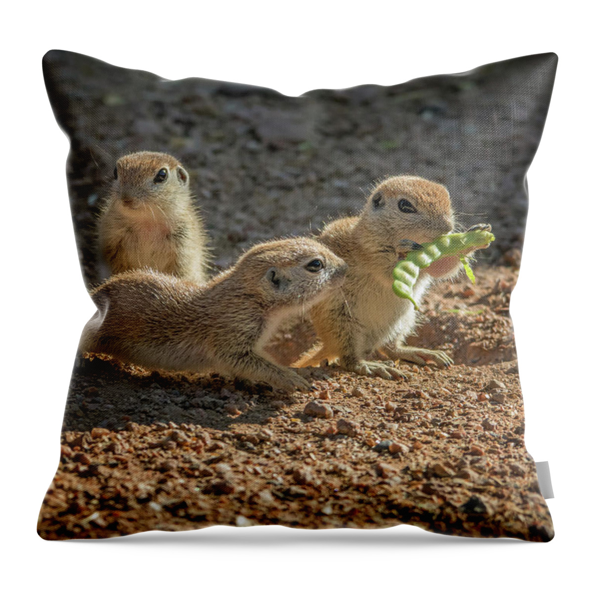 Round-tailed Throw Pillow featuring the photograph Round-tailed Ground Squirrels 1198 by Tam Ryan