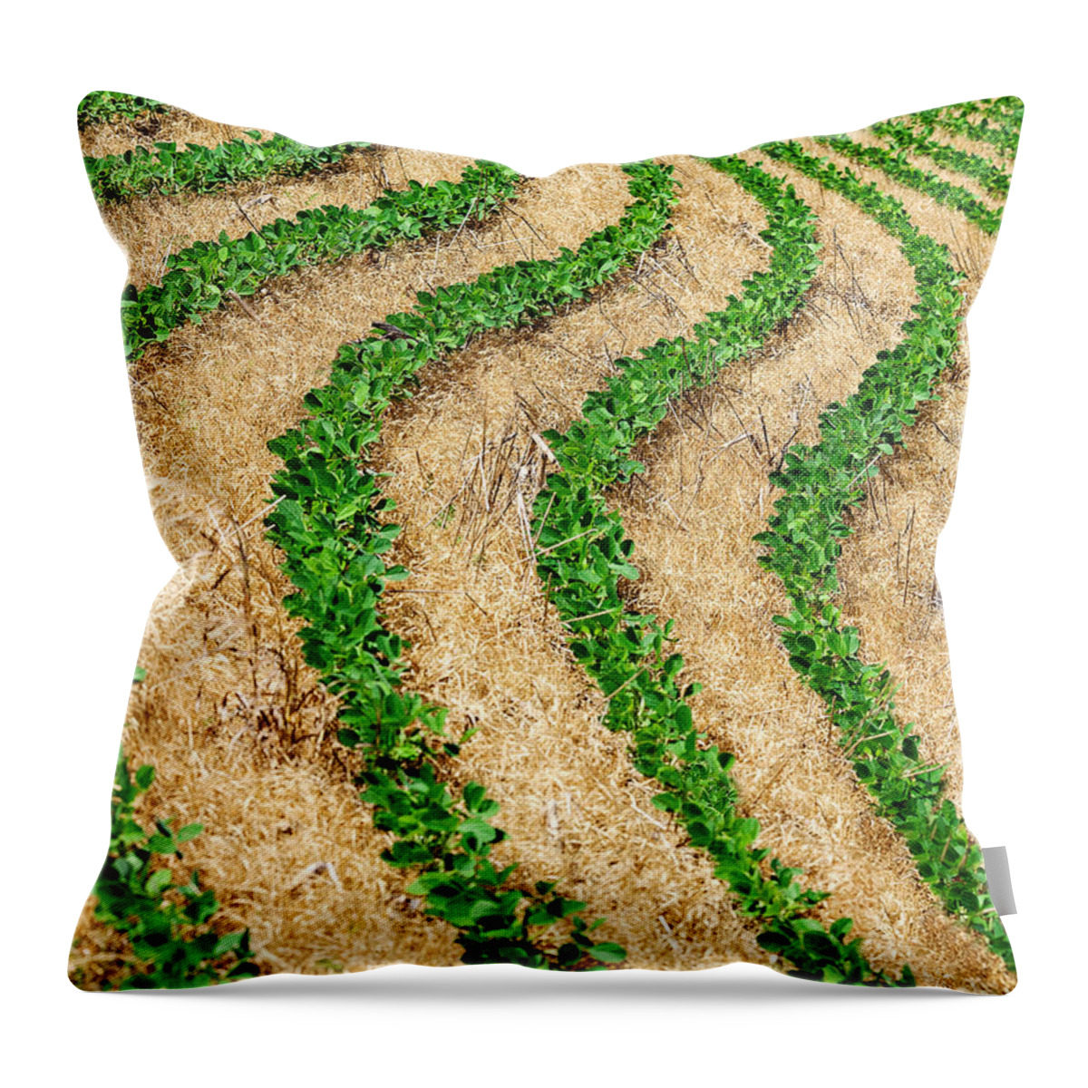 Farm Throw Pillow featuring the photograph Rows of Green by Todd Klassy