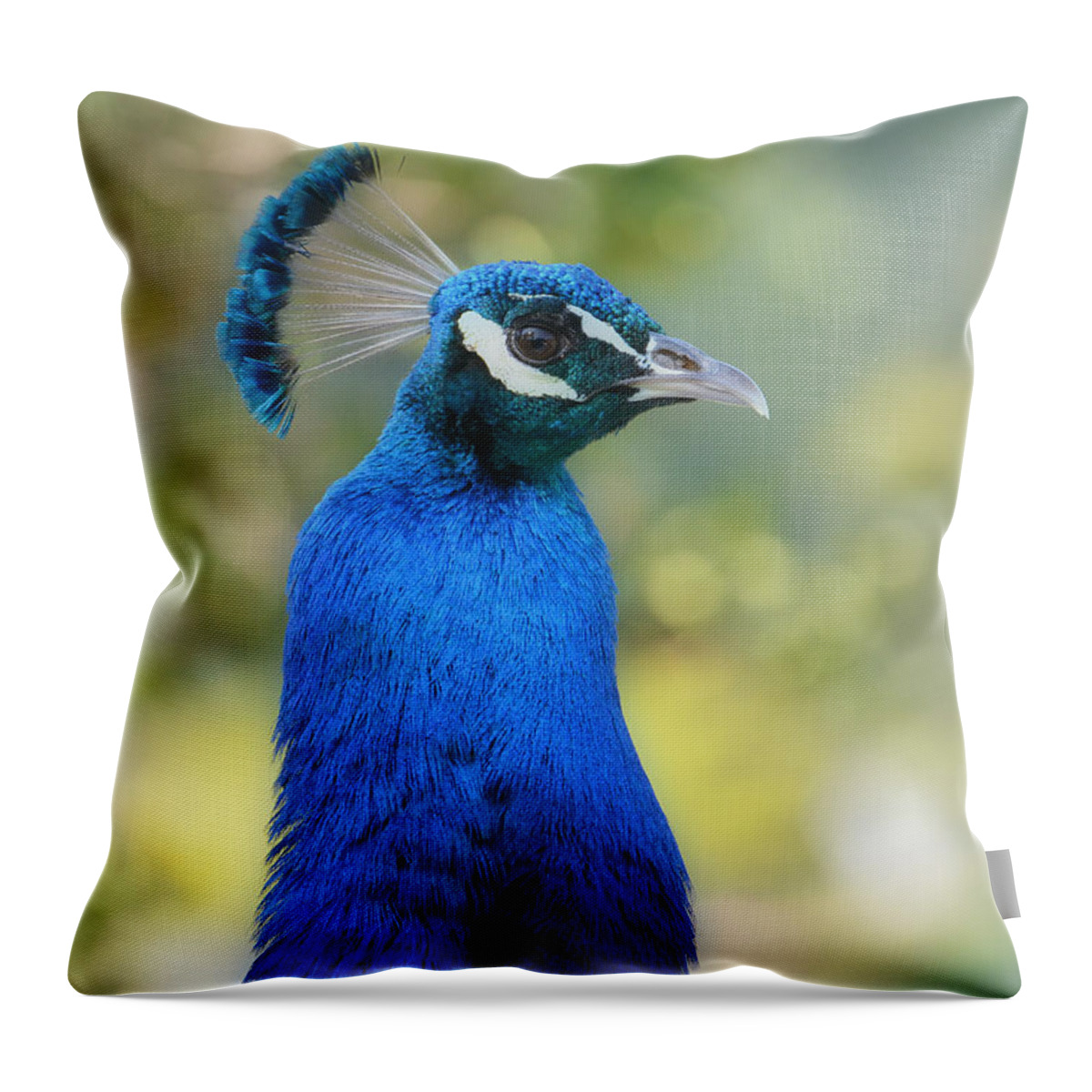 Indian Peacock Throw Pillow featuring the photograph Royal Fowl 6 by Fraida Gutovich