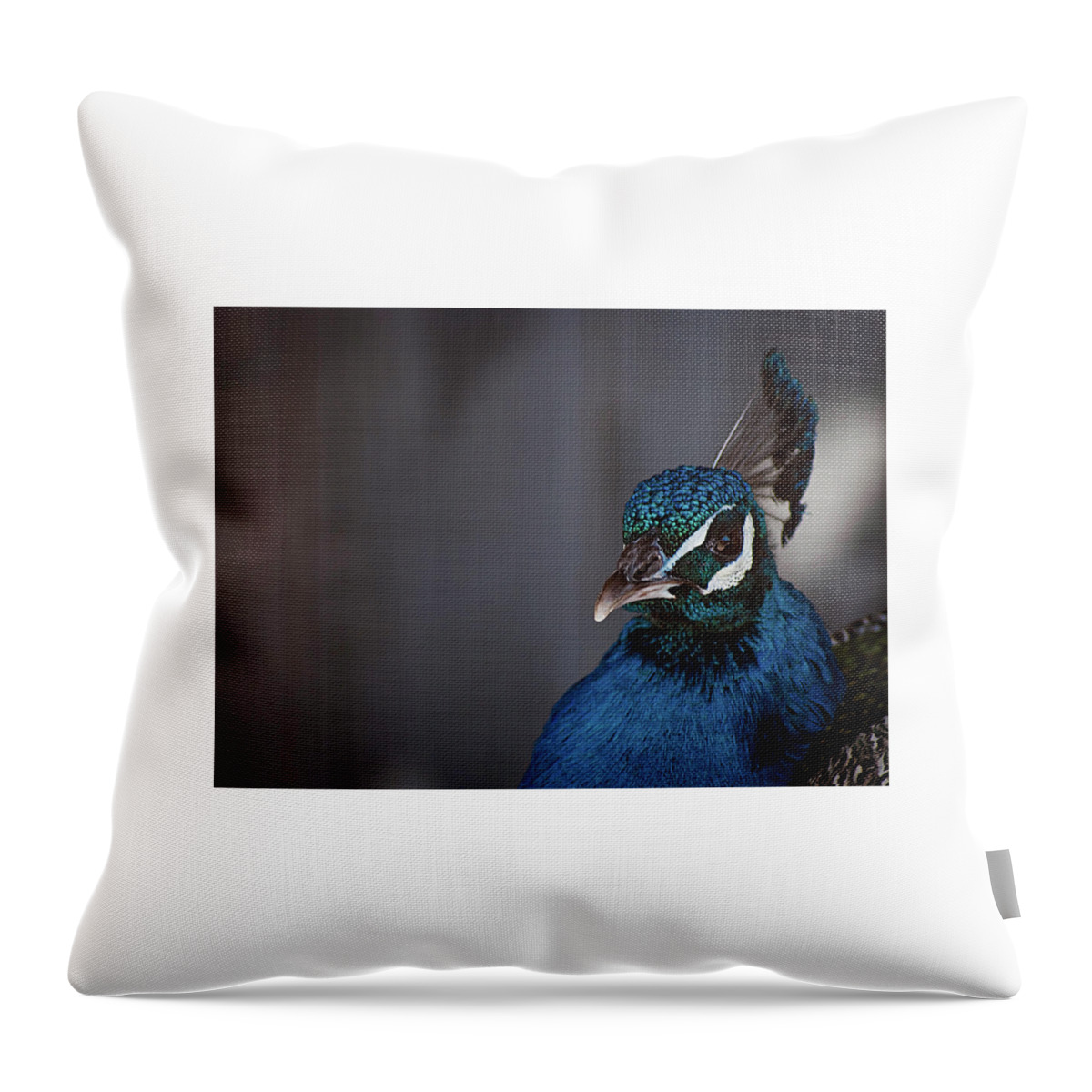Photography Throw Pillow featuring the photograph Royal Plume by Kathleen Messmer