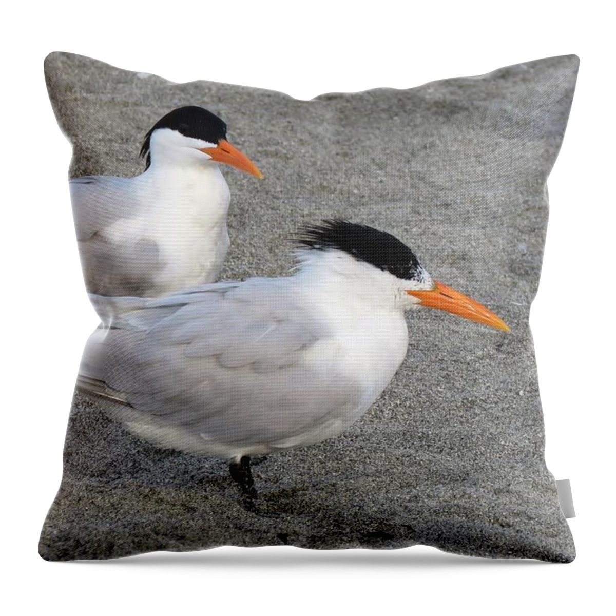 Tern Throw Pillow featuring the photograph Royal Terns by Keith Stokes