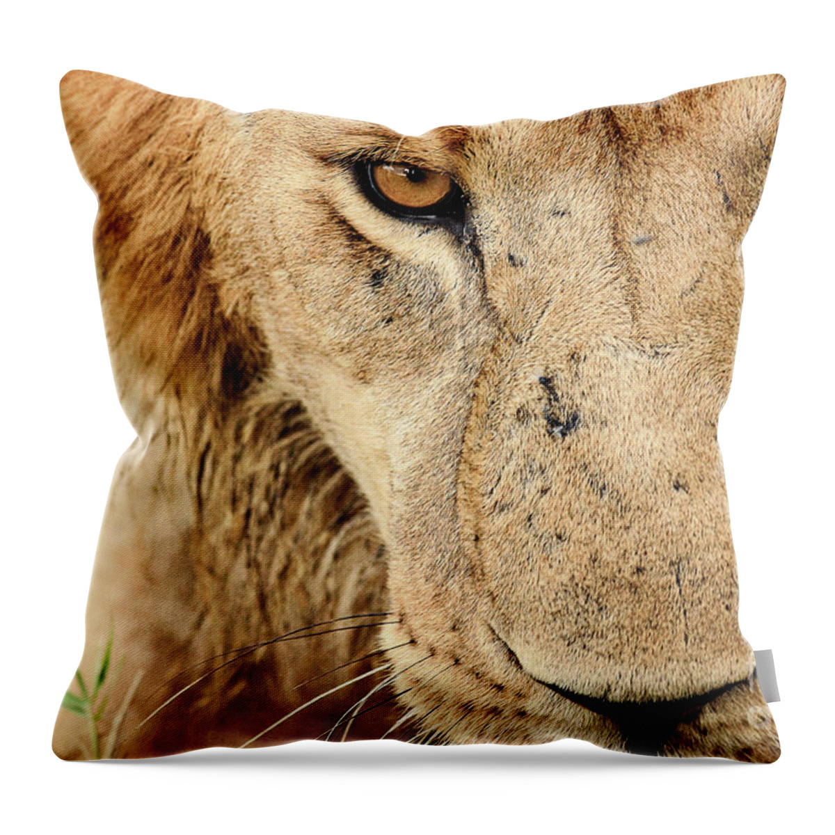 Lion Throw Pillow featuring the photograph Royalty by Kathy Strauss