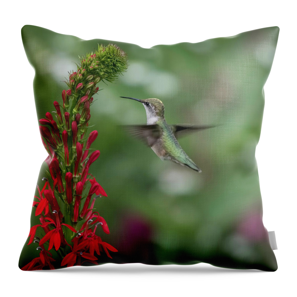 Ruby Throated Hummingbird Throw Pillow featuring the photograph Ruby Throated Hummingbird 2016-4 by Thomas Young