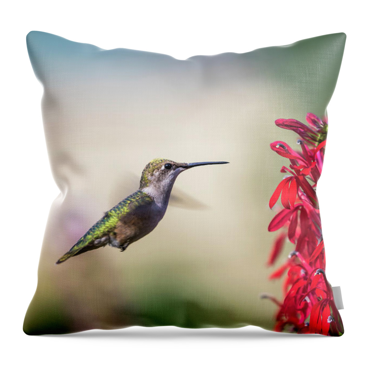 Ruby Throated Hummingbird Throw Pillow featuring the photograph Ruby Throated Hummingbird 2017-2 by Thomas Young