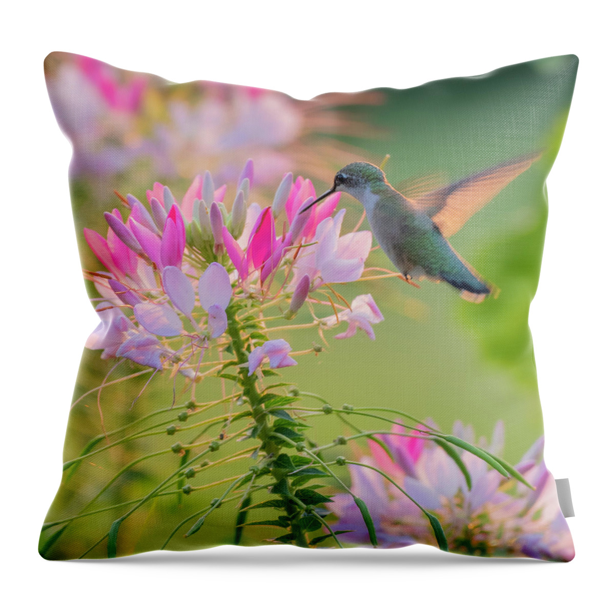 Square Throw Pillow featuring the photograph Ruby Throated Hummingbird 3 square by Bill Wakeley