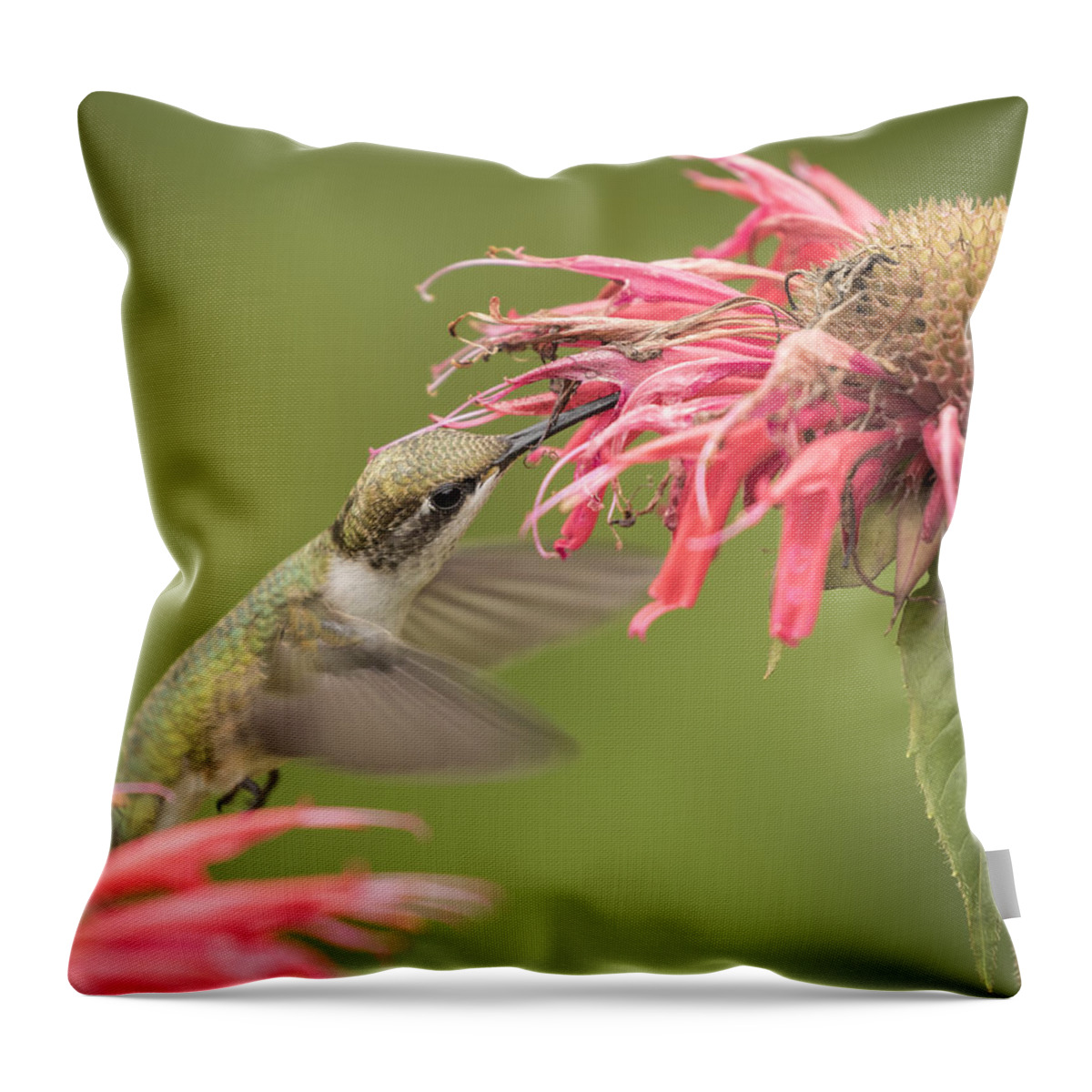 Ruby Throated Hummingbird Throw Pillow featuring the photograph Ruby Throated Hummingbird 4-2015 by Thomas Young