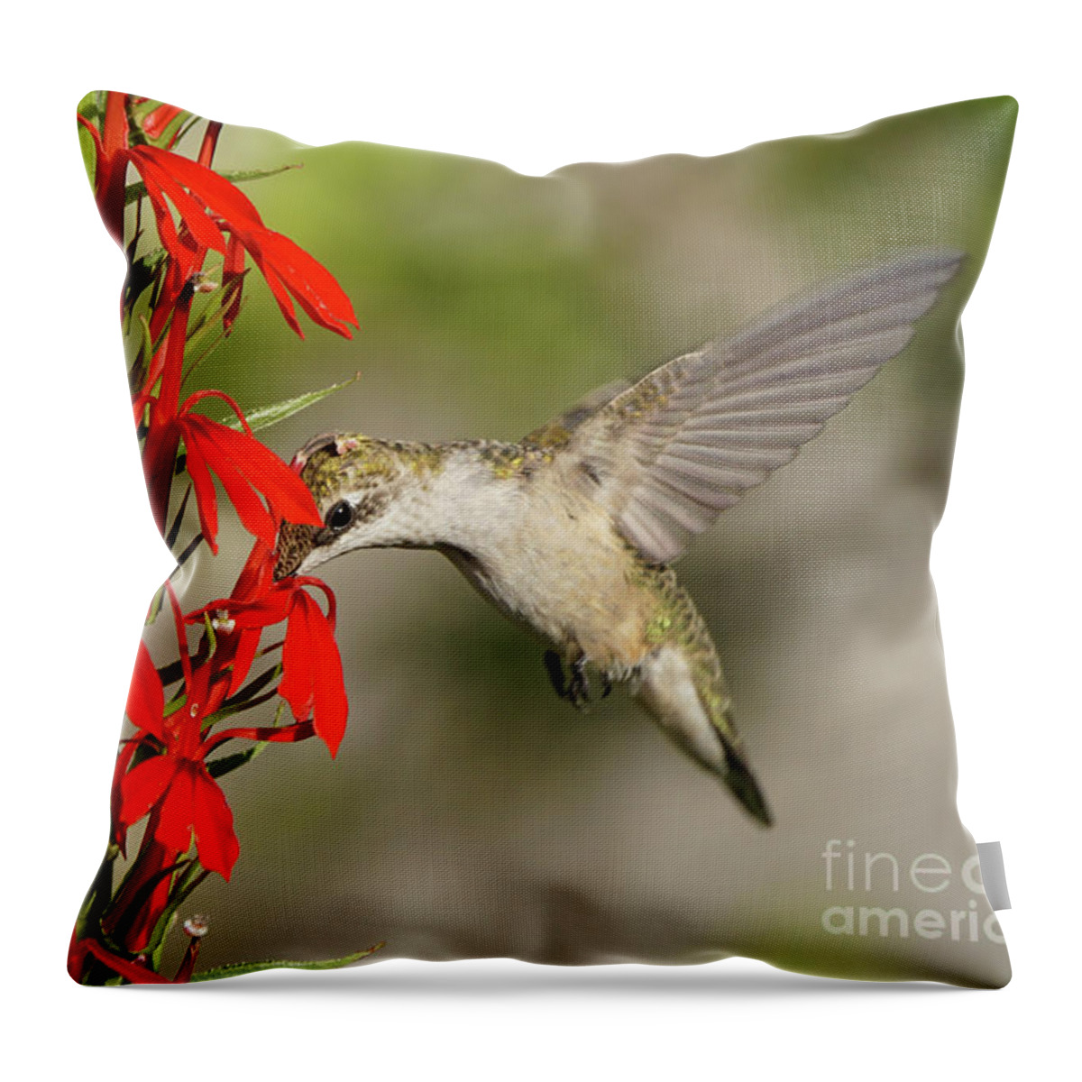 Robert E Alter Throw Pillow featuring the photograph Ruby-Throated Hummingbird Sips on Cardinal Flower by Robert E Alter Reflections of Infinity