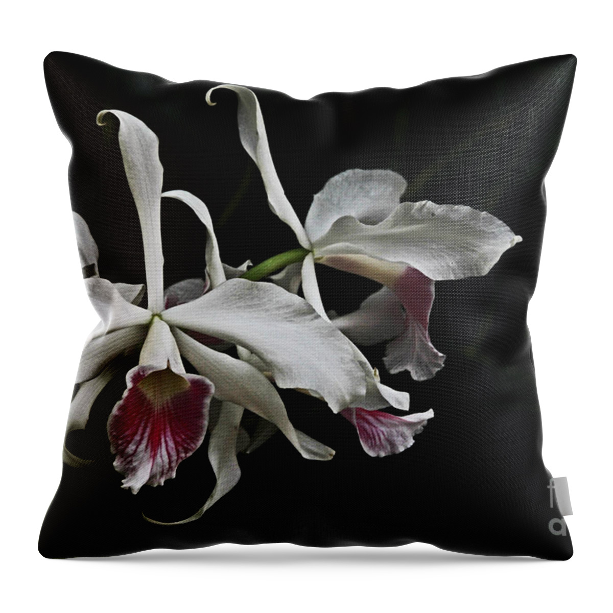 Flower Throw Pillow featuring the photograph Ruby Throated White Orchid by David Frederick