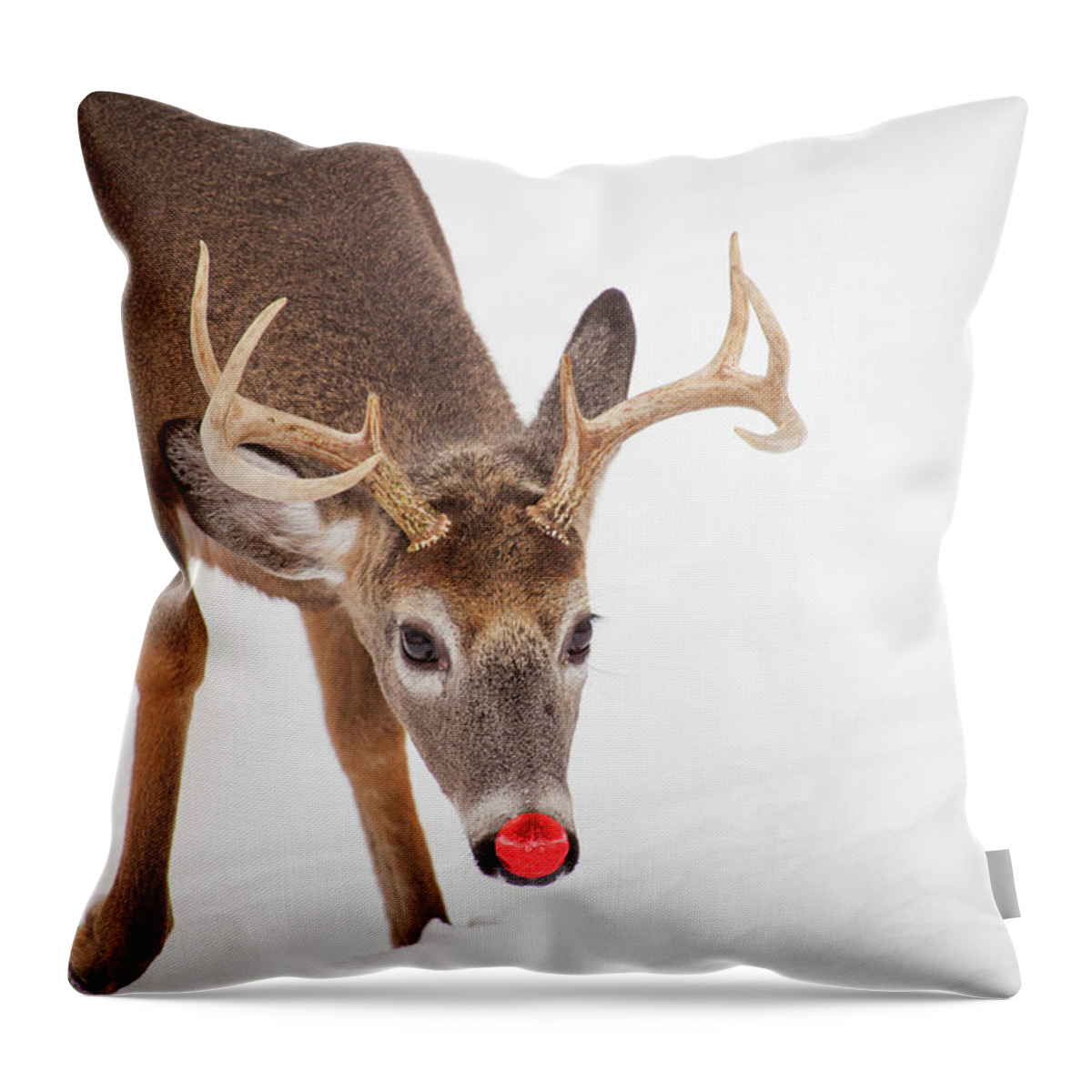 Buck Throw Pillow featuring the photograph Rudolph by Karol Livote