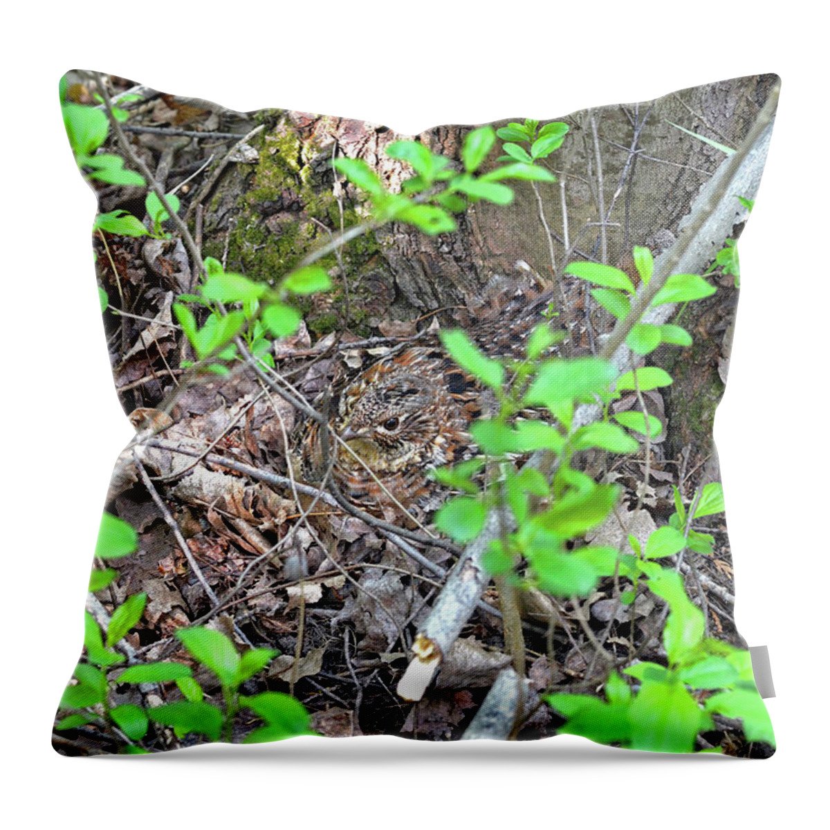 Ruffed Grouse Throw Pillow featuring the photograph Ruffed Grouse incubating her chicks by Asbed Iskedjian