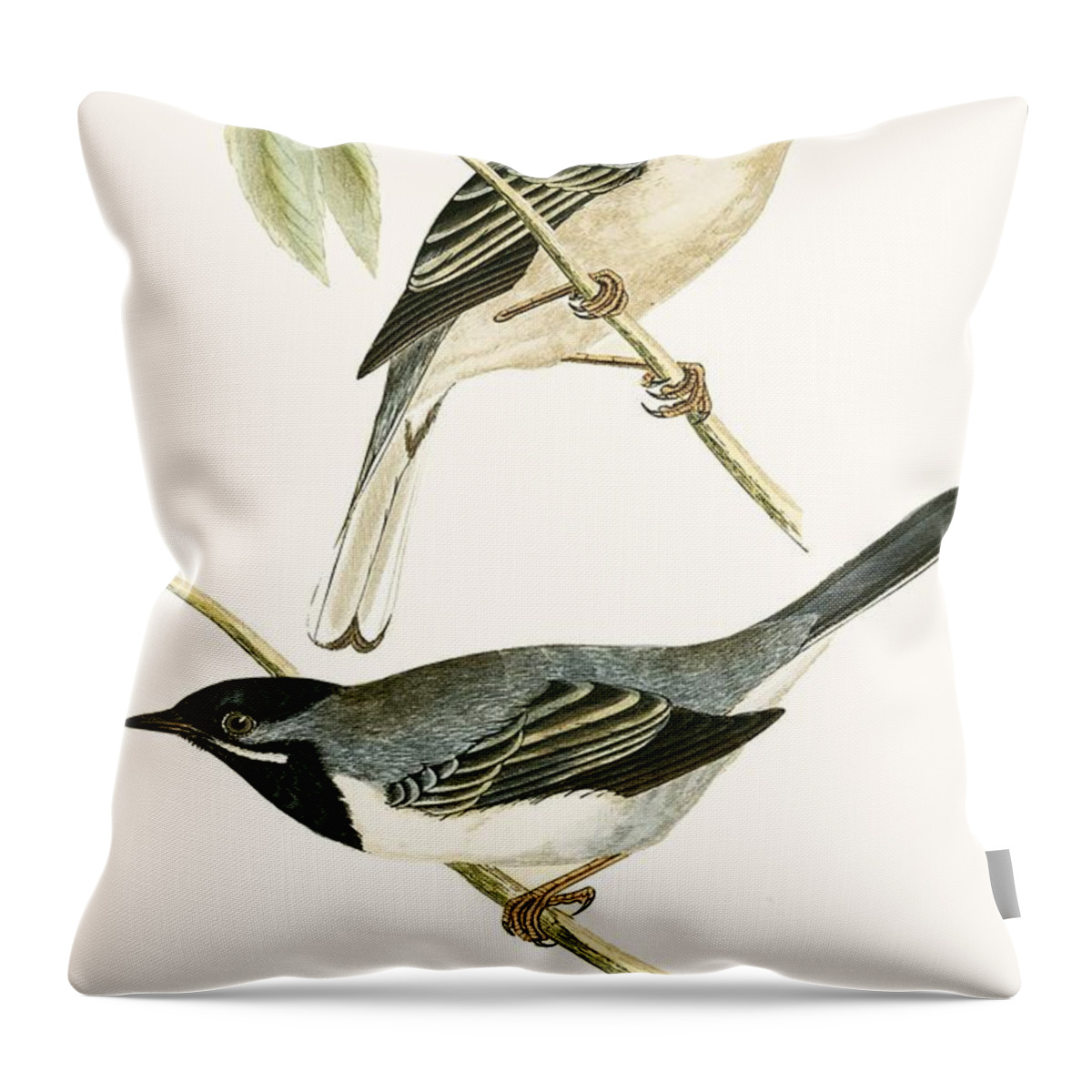 Warbler Throw Pillow featuring the painting Ruppell's Warbler by English School