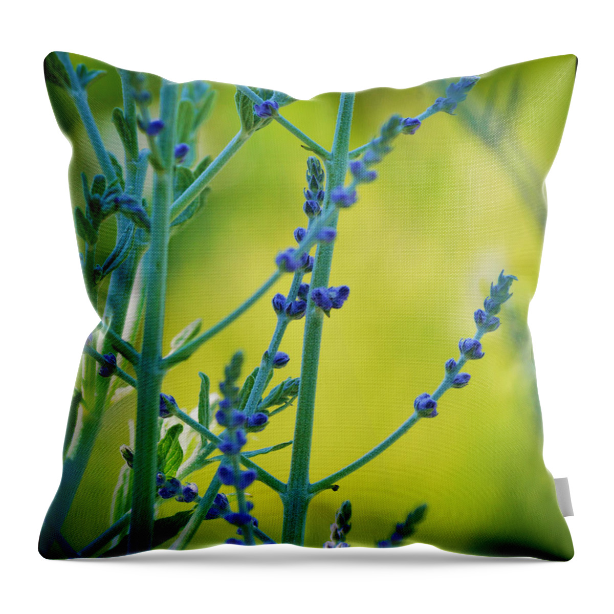 Russian Throw Pillow featuring the photograph Russian Sage by Douglas MooreZart