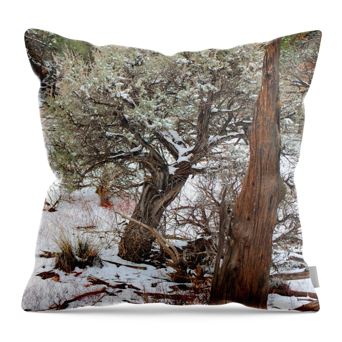 Fine Art Throw Pillow featuring the photograph Sage Bush Grand Canyon by Donna Greene