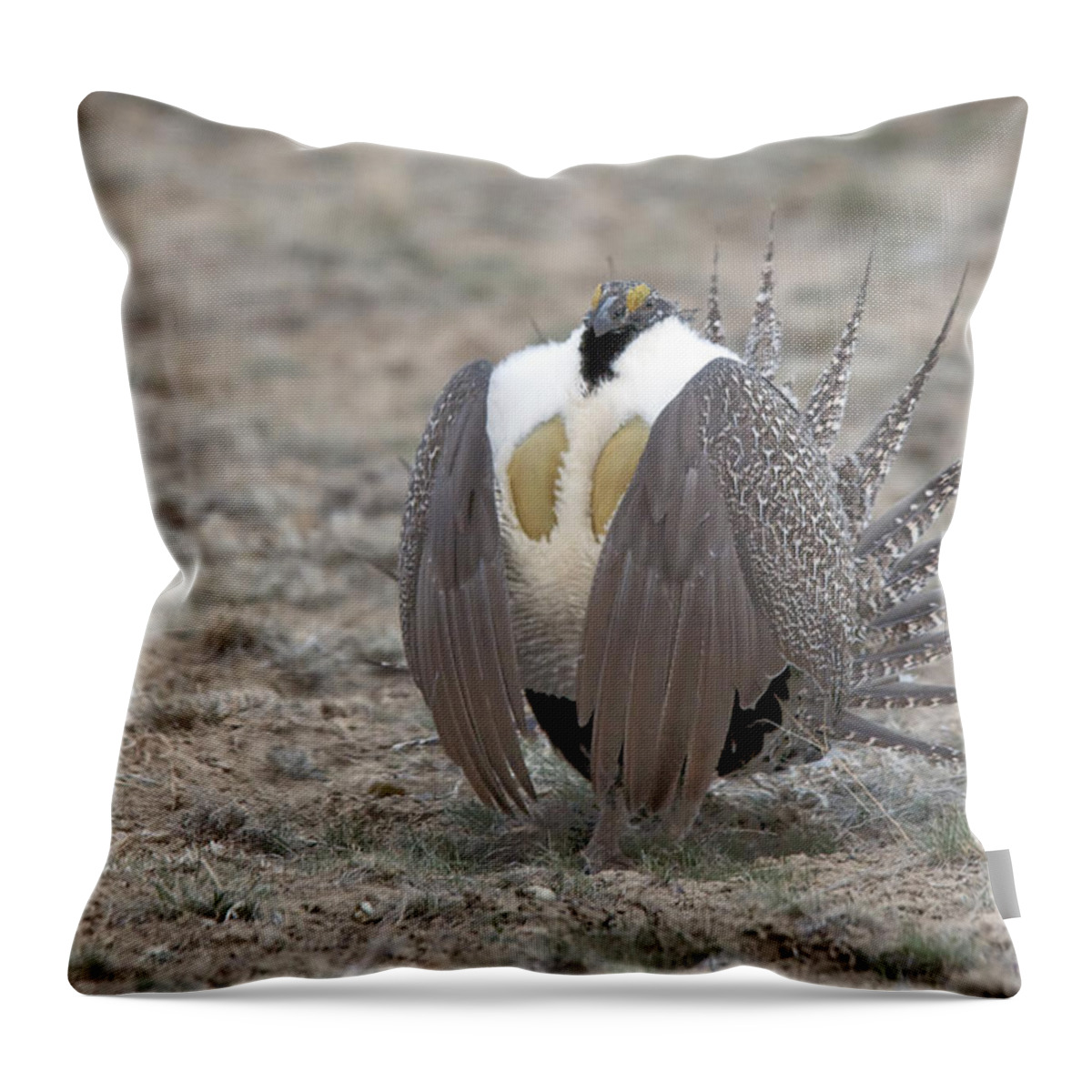 Grouse Throw Pillow featuring the photograph Sage Grouse by Gary Beeler