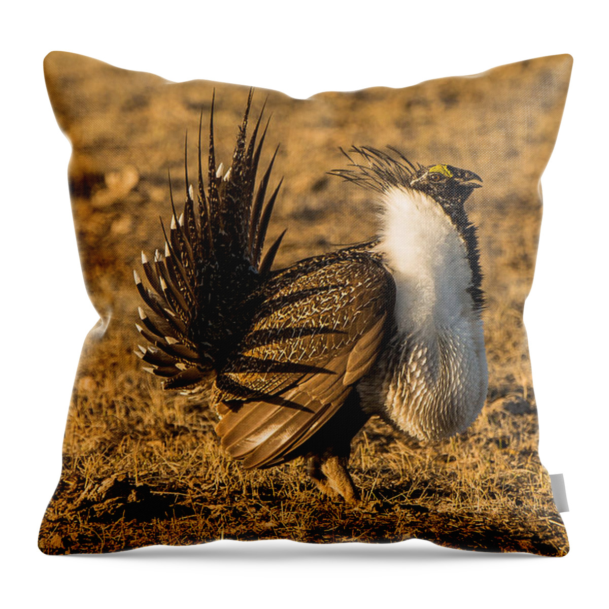Sage Grouse Cock Throw Pillow featuring the photograph Sage Grouse Mating Display by Yeates Photography