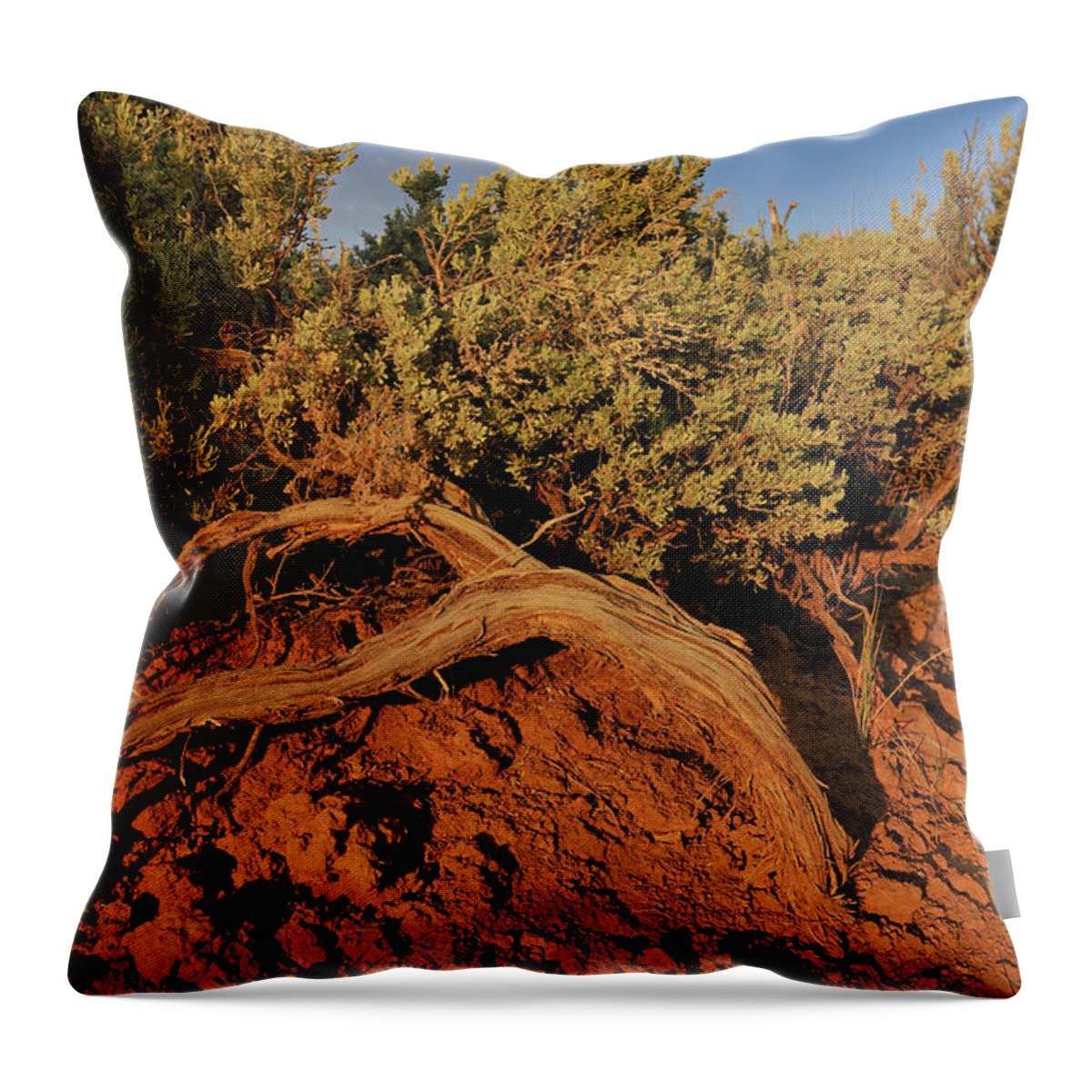 Landscape Throw Pillow featuring the photograph Sagebrush At Sunset by Ron Cline