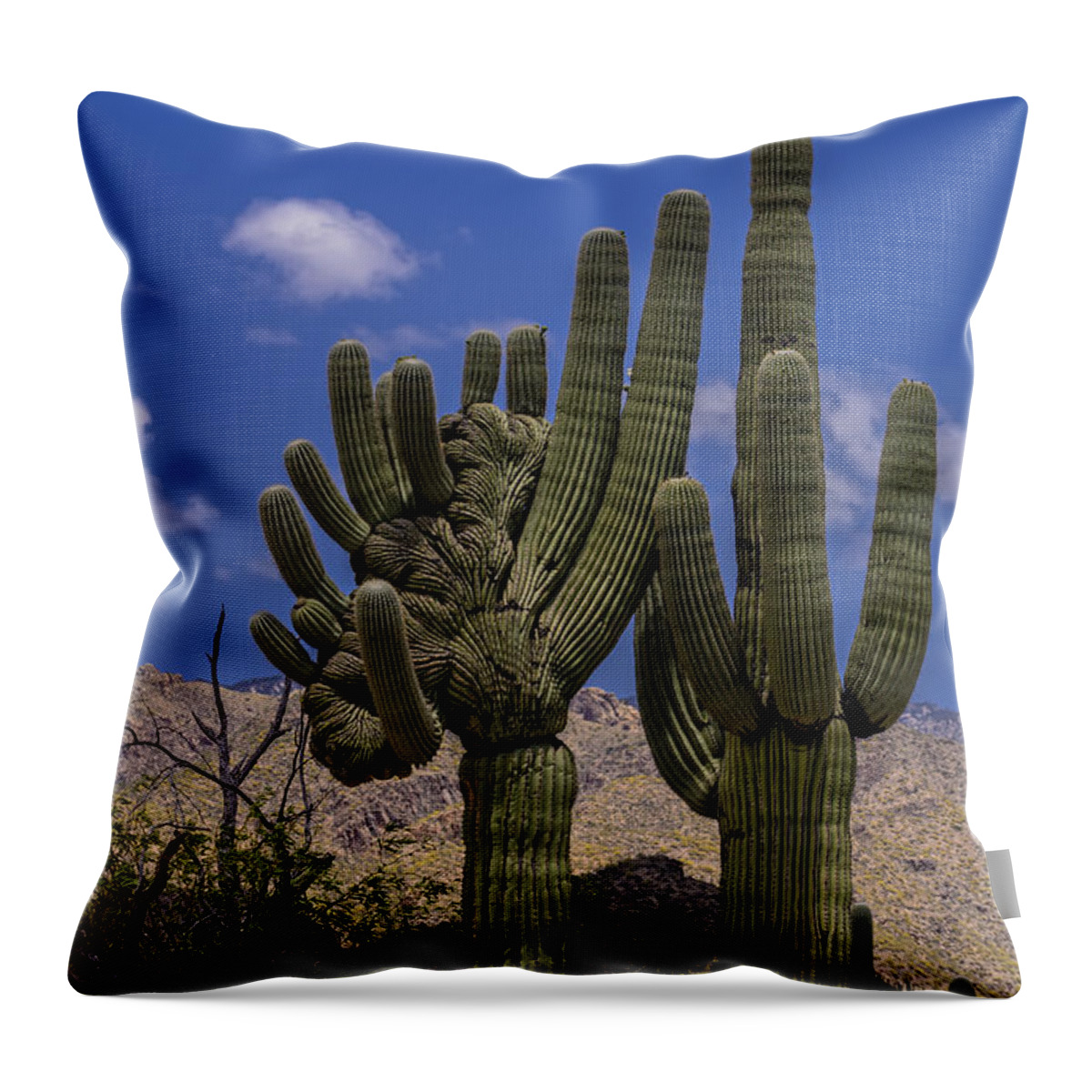 Sabino Canyon Throw Pillow featuring the photograph Saguaro Duo by Mark Myhaver