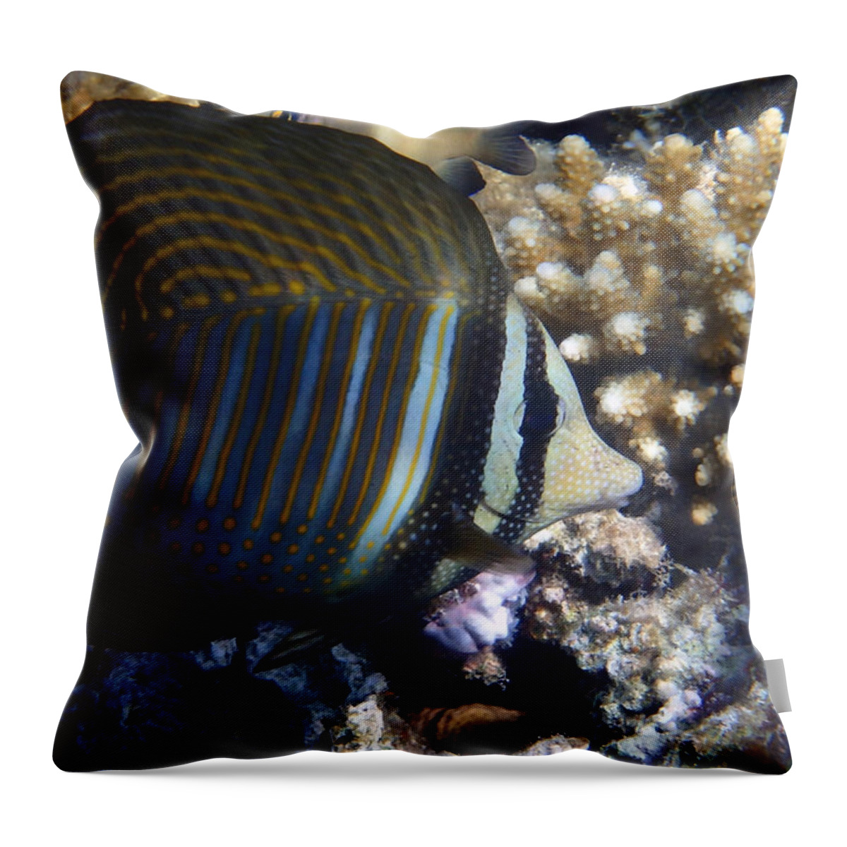 Sea Throw Pillow featuring the photograph Sailfin Tang by Johanna Hurmerinta