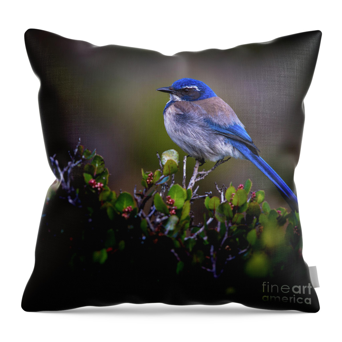 Blue Bird Throw Pillow featuring the photograph San Diego Bluebird by Doug Sturgess