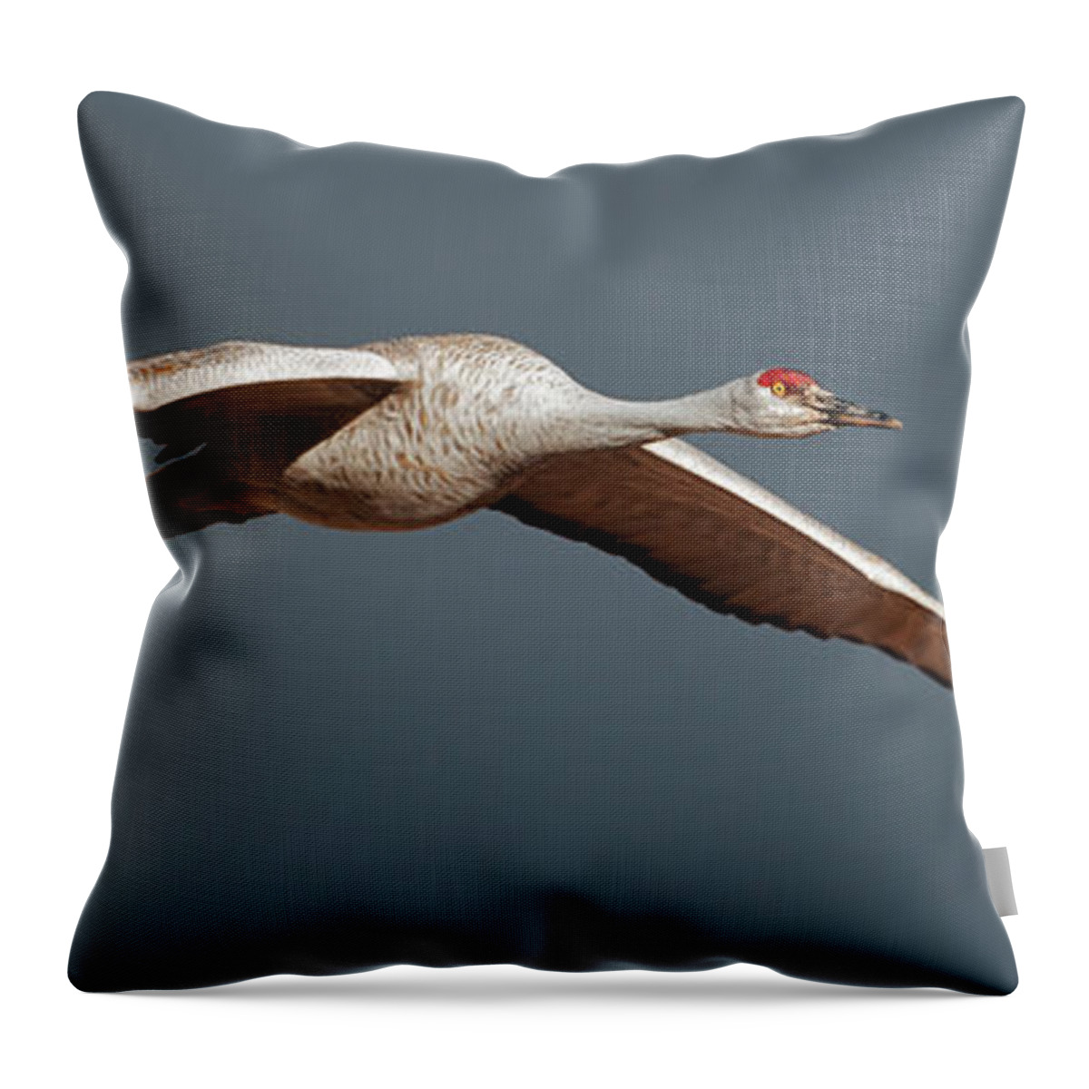 Sand Throw Pillow featuring the photograph Sand Hill Crane on approach by Gary Langley