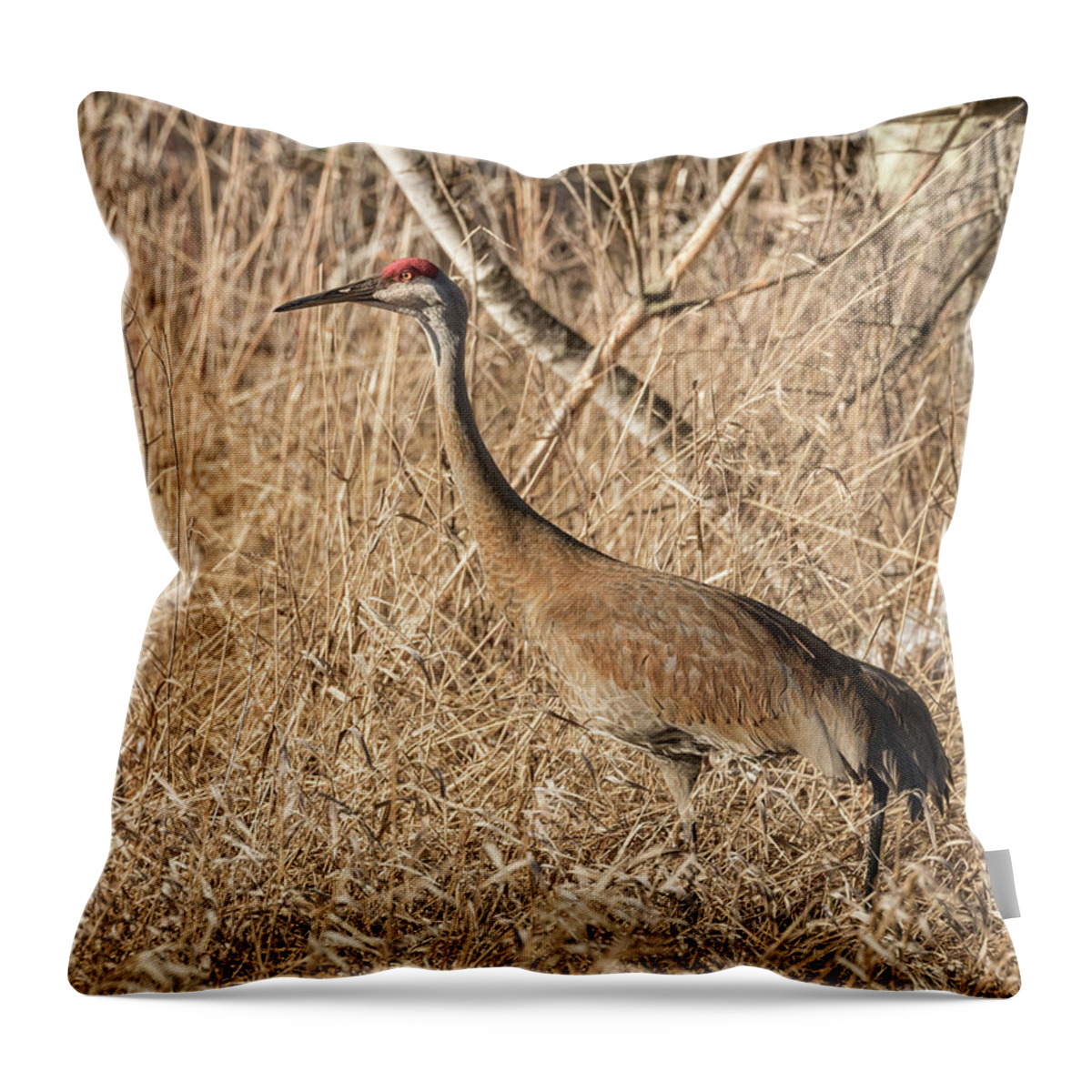 Sandhill Crane Throw Pillow featuring the photograph Sandhill Crane 2016-7 by Thomas Young