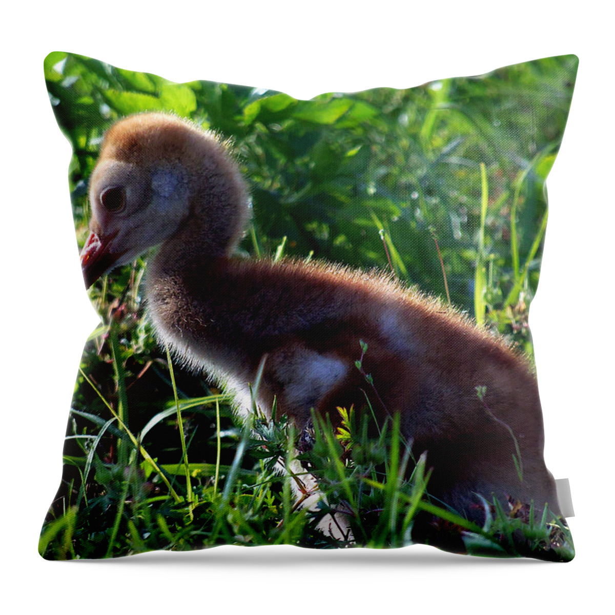 Animals Throw Pillow featuring the photograph Sandhill Crane Chick 087 by Christopher Mercer