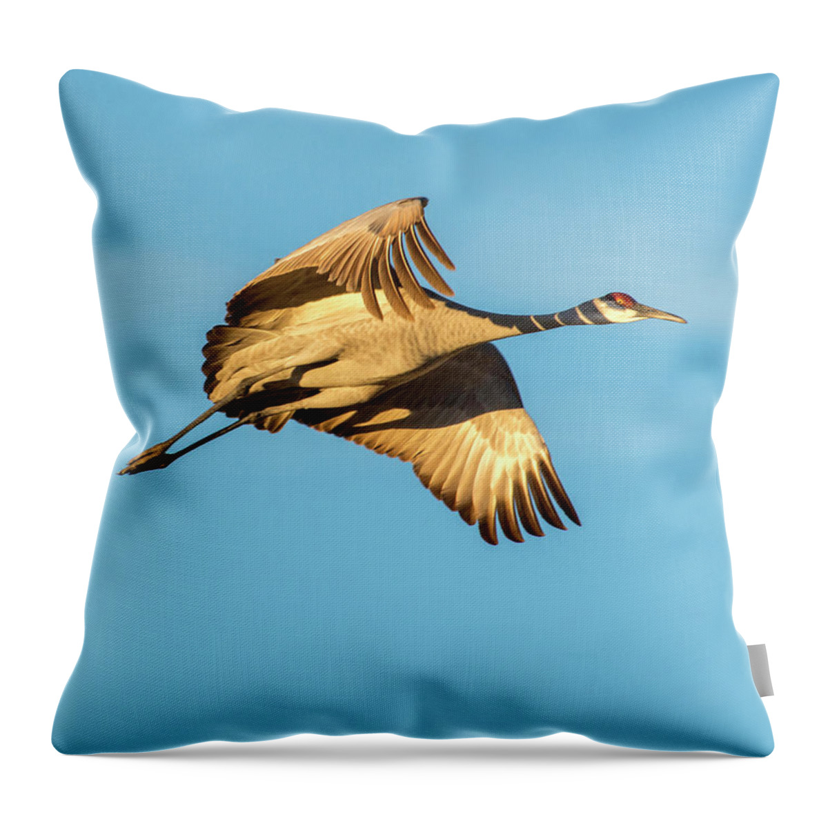 Sandhill Crane Throw Pillow featuring the photograph Sandhill Crane in Flight by Judi Dressler