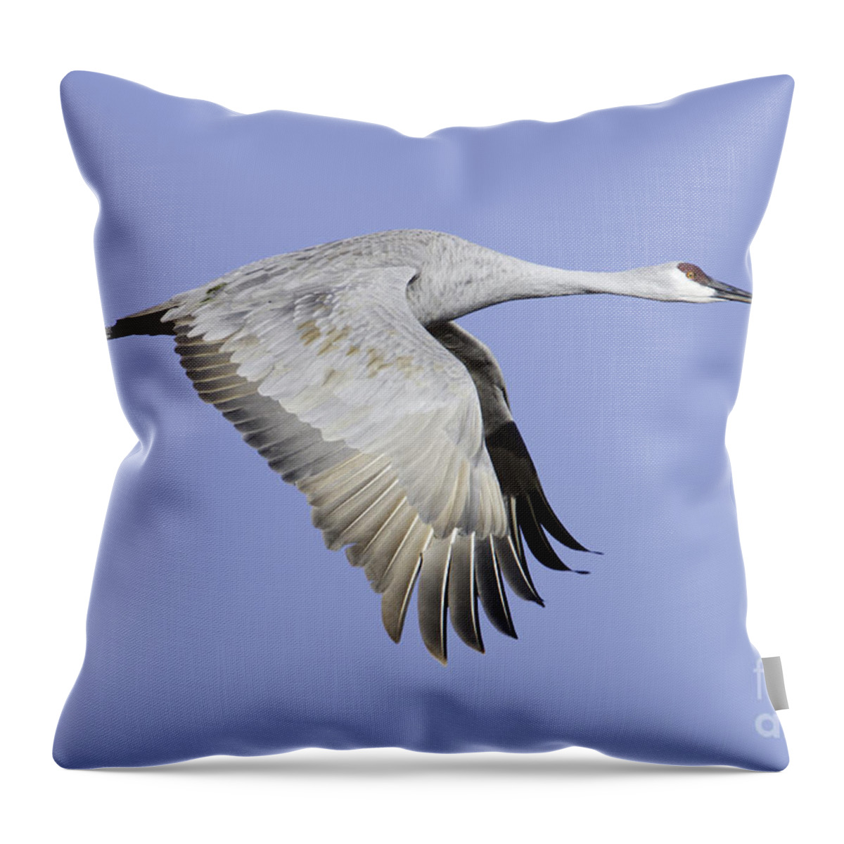 Sandhill Crane Throw Pillow featuring the photograph Sandhill on a clear morning by Bryan Keil