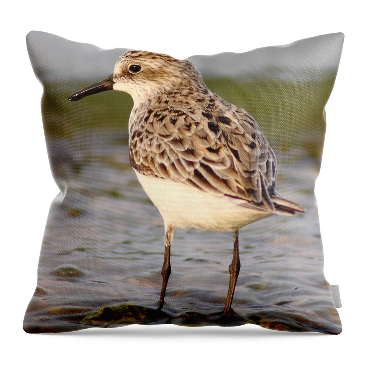 Animal Throw Pillow featuring the photograph Sandpiper Portrait by Robert Frederick