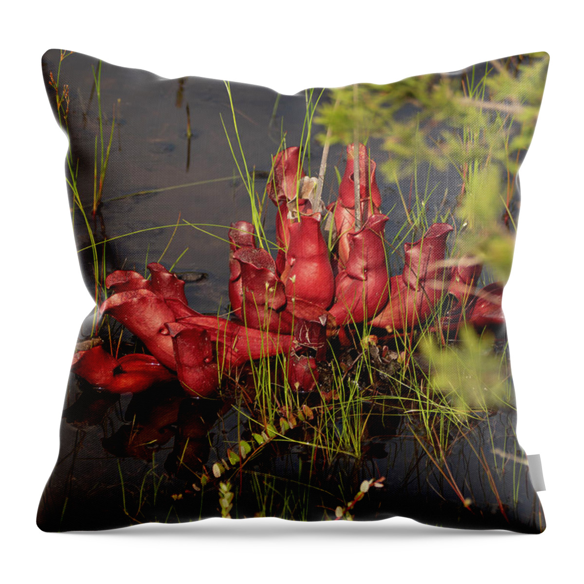 Nature Throw Pillow featuring the photograph Sarracenia Bug Bat Plant by Louis Dallara