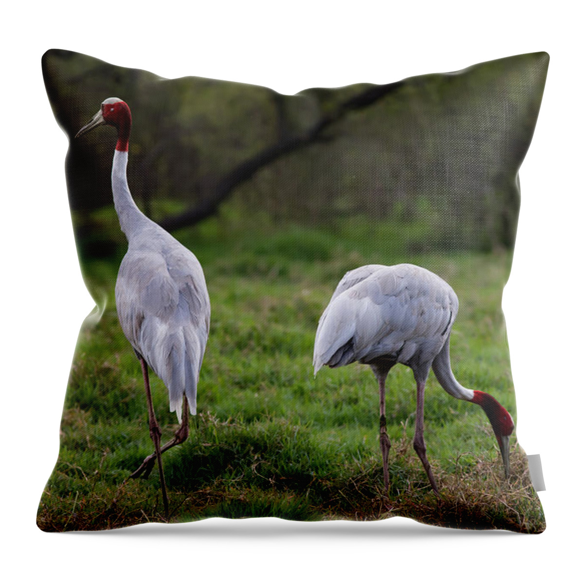 Pair_for_life Throw Pillow featuring the photograph Sarus Crane - Pair for Life by Ramabhadran Thirupattur