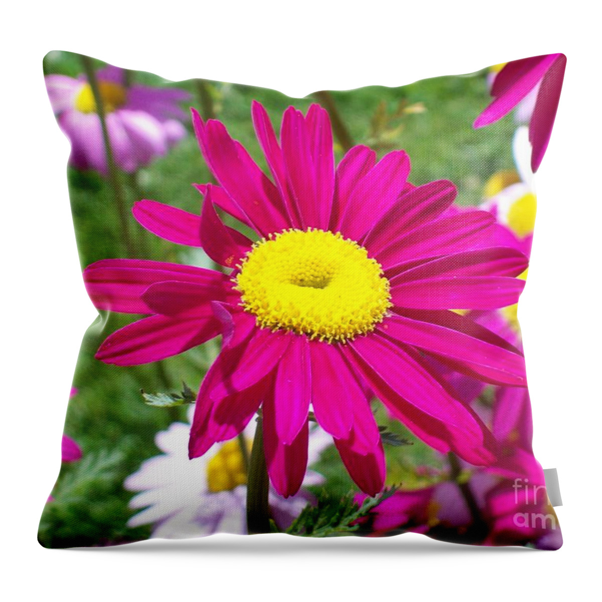 Garden Throw Pillow featuring the photograph Sassy In Pink Flower by Carol Riddle