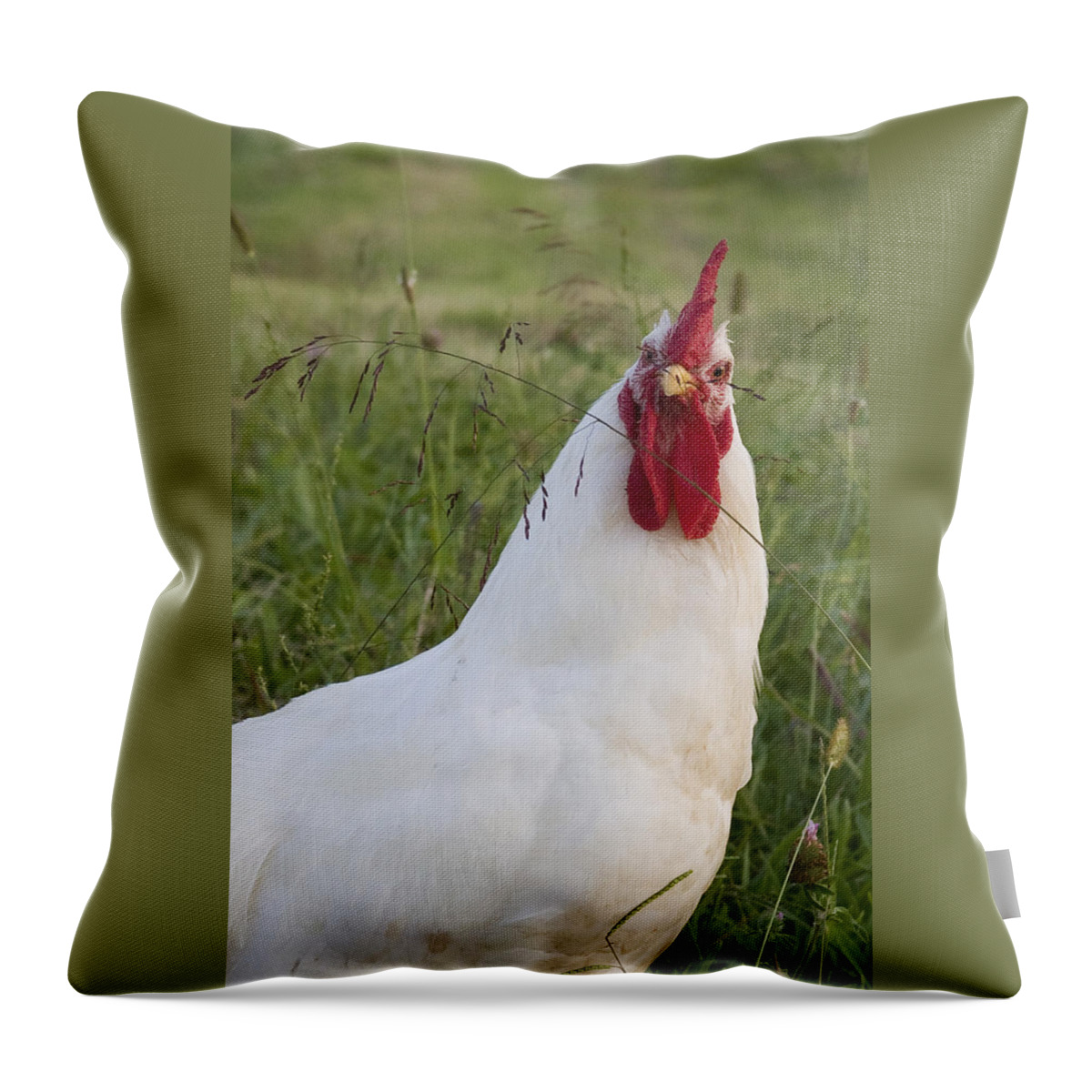 Rooster Farm Rural Chicken Bird White Red Curious Throw Pillow featuring the photograph Say What by Andrei Shliakhau
