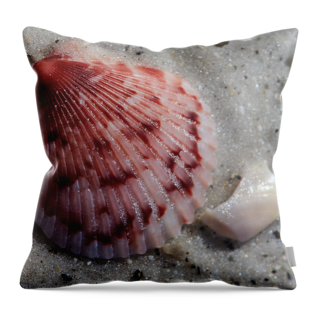 Scallop Throw Pillow featuring the photograph Scallop on Longboat Key Beach by Richard Goldman