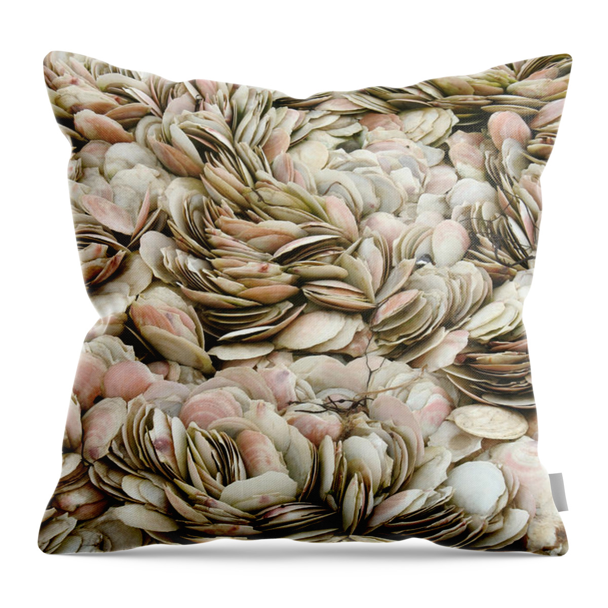 Fauna Throw Pillow featuring the photograph Scallop Shells by Ted Kinsman