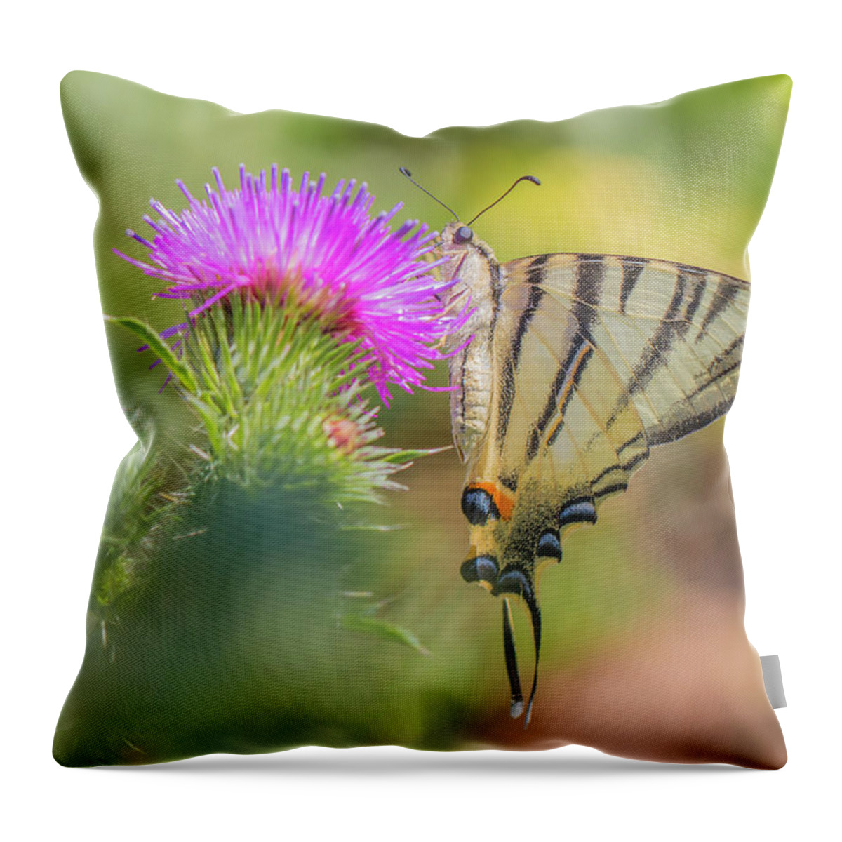 Animal Throw Pillow featuring the photograph Scarce swallowtail - Iphiclides podalirius by Jivko Nakev