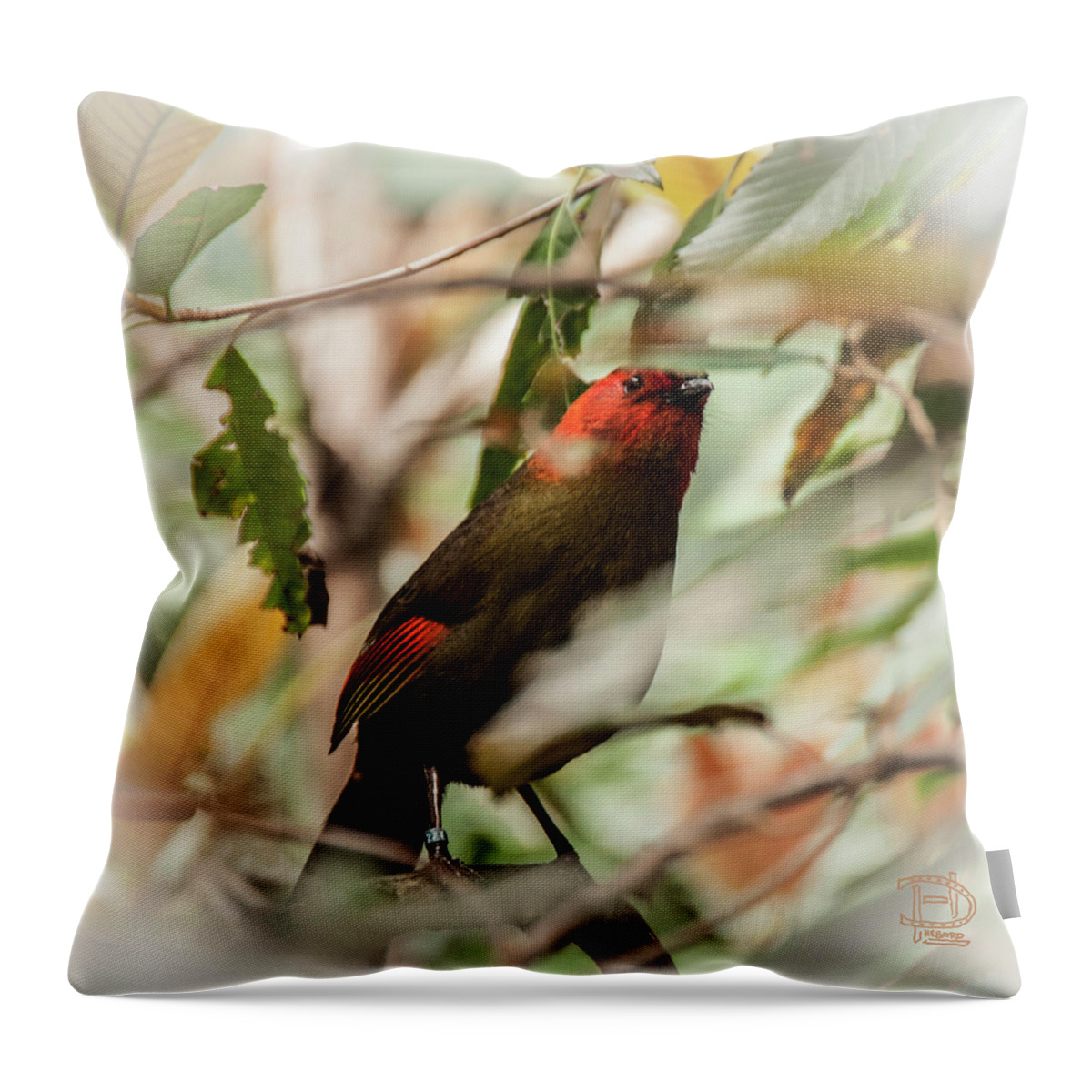  Scarlet-faced Liocichla.noted Species Variations Throw Pillow featuring the photograph Scarlet-faced Liocichla by Daniel Hebard